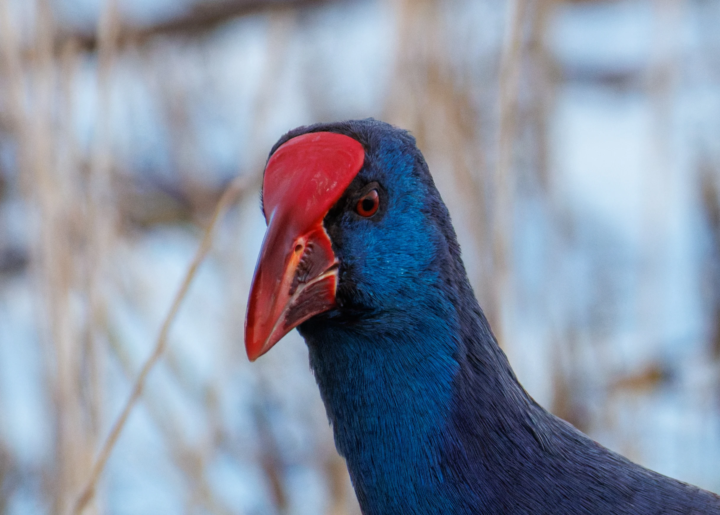 Western Swamphen, El Hondo, Spain — photo by Orlando Prugel-Bennett