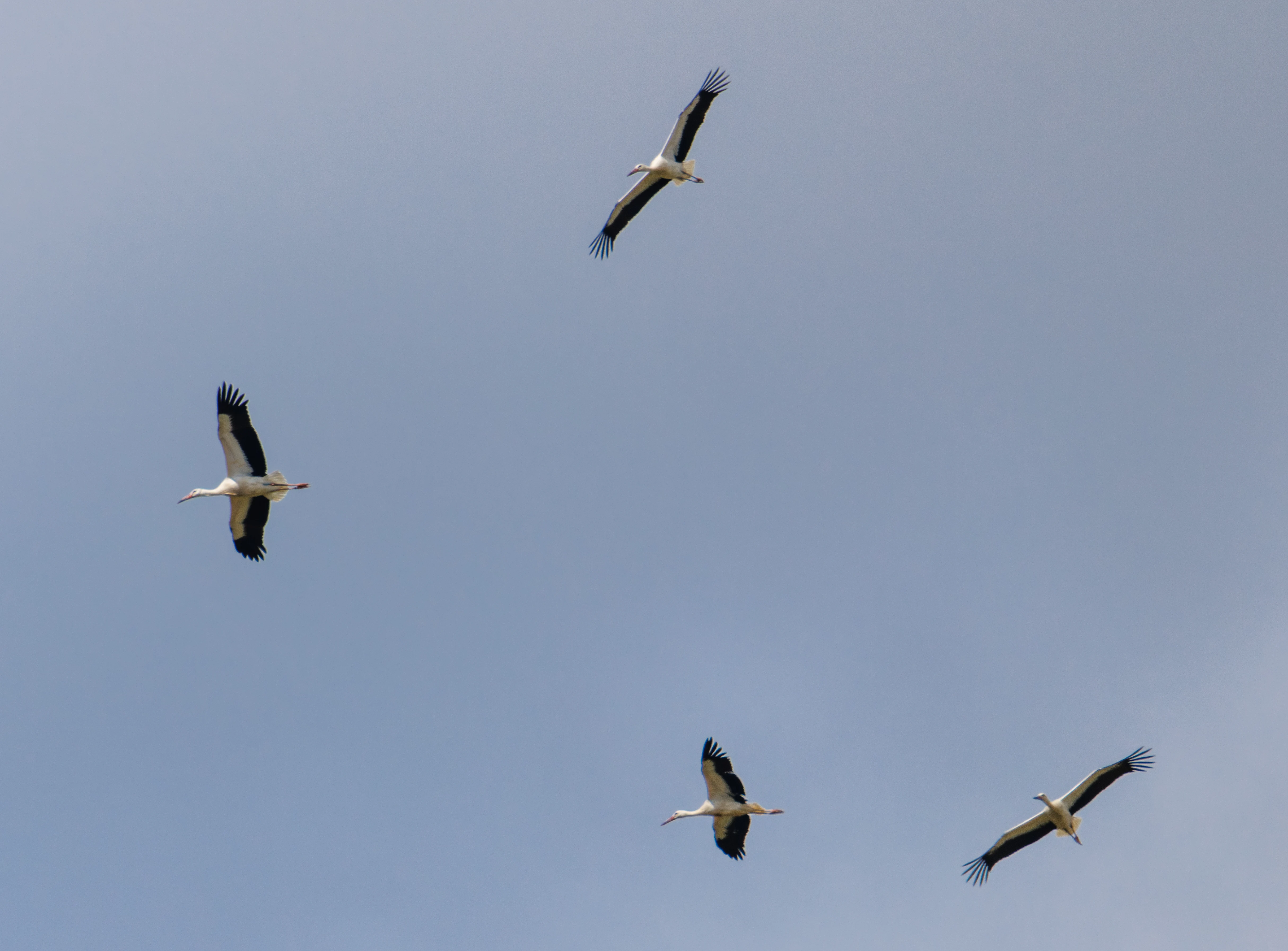 White Stork, Knepp, Horsham, West Sussex, UK — photo by Orlando Prugel-Bennett