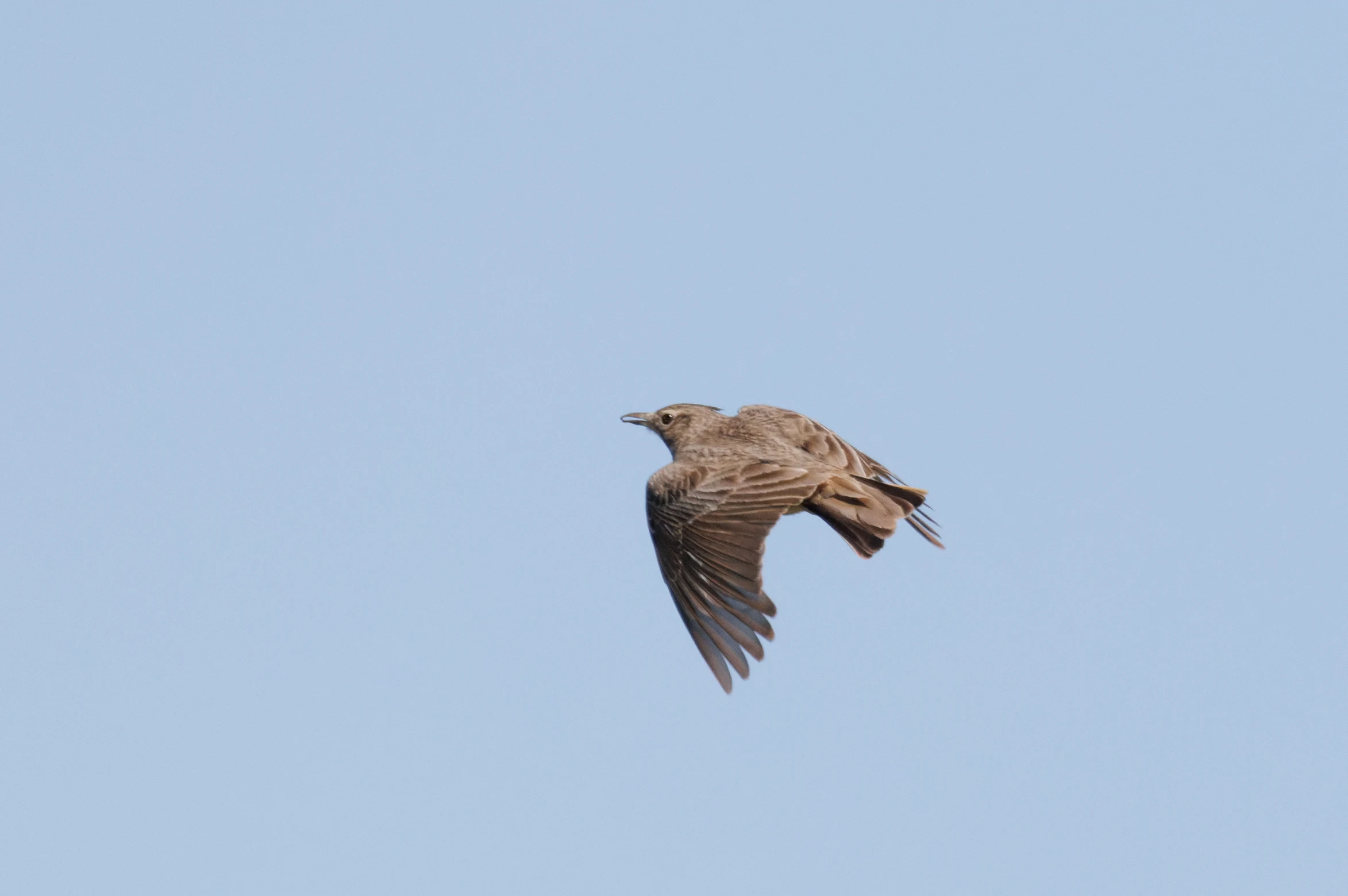 Eurasian Skylark, Romanian Steppe, Romania — photo by Orlando Prugel-Bennett