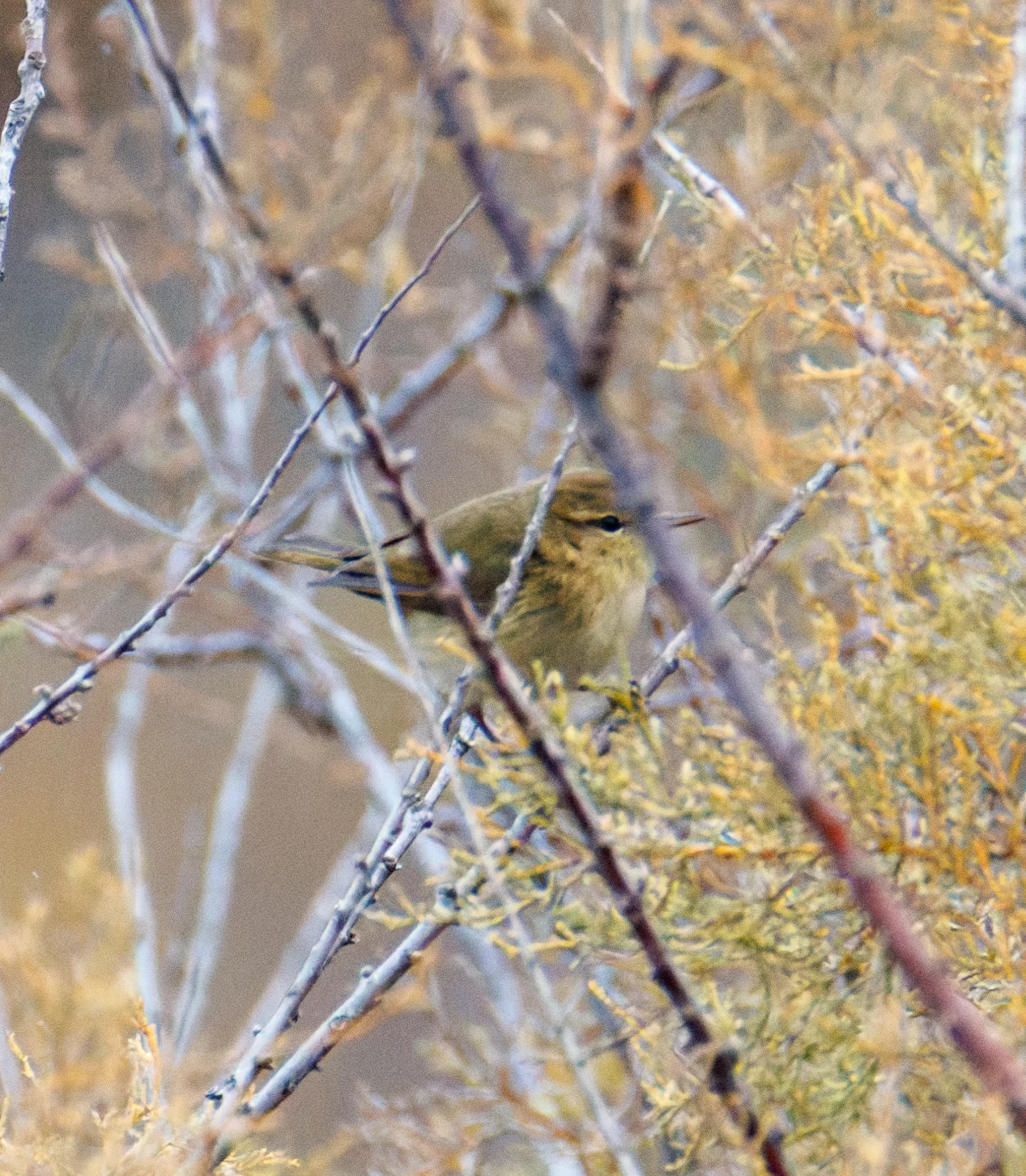 Common Chiffchaff, Clot de Galvany, Alicante, Spain — photo by Orlando Prugel-Bennett