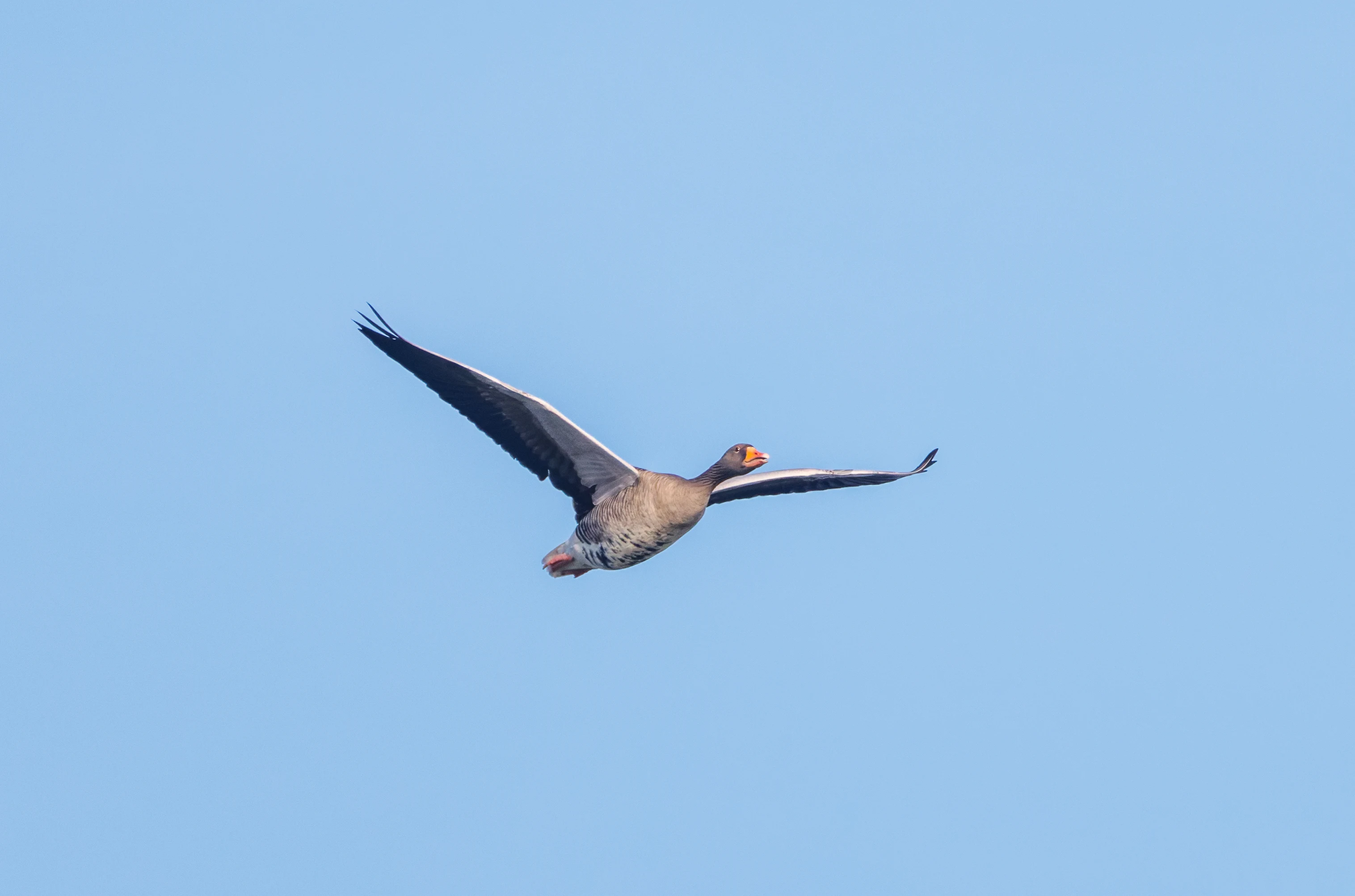 Greylag Goose, Zeeland, Netherlands — photo by Orlando Prugel-Bennett
