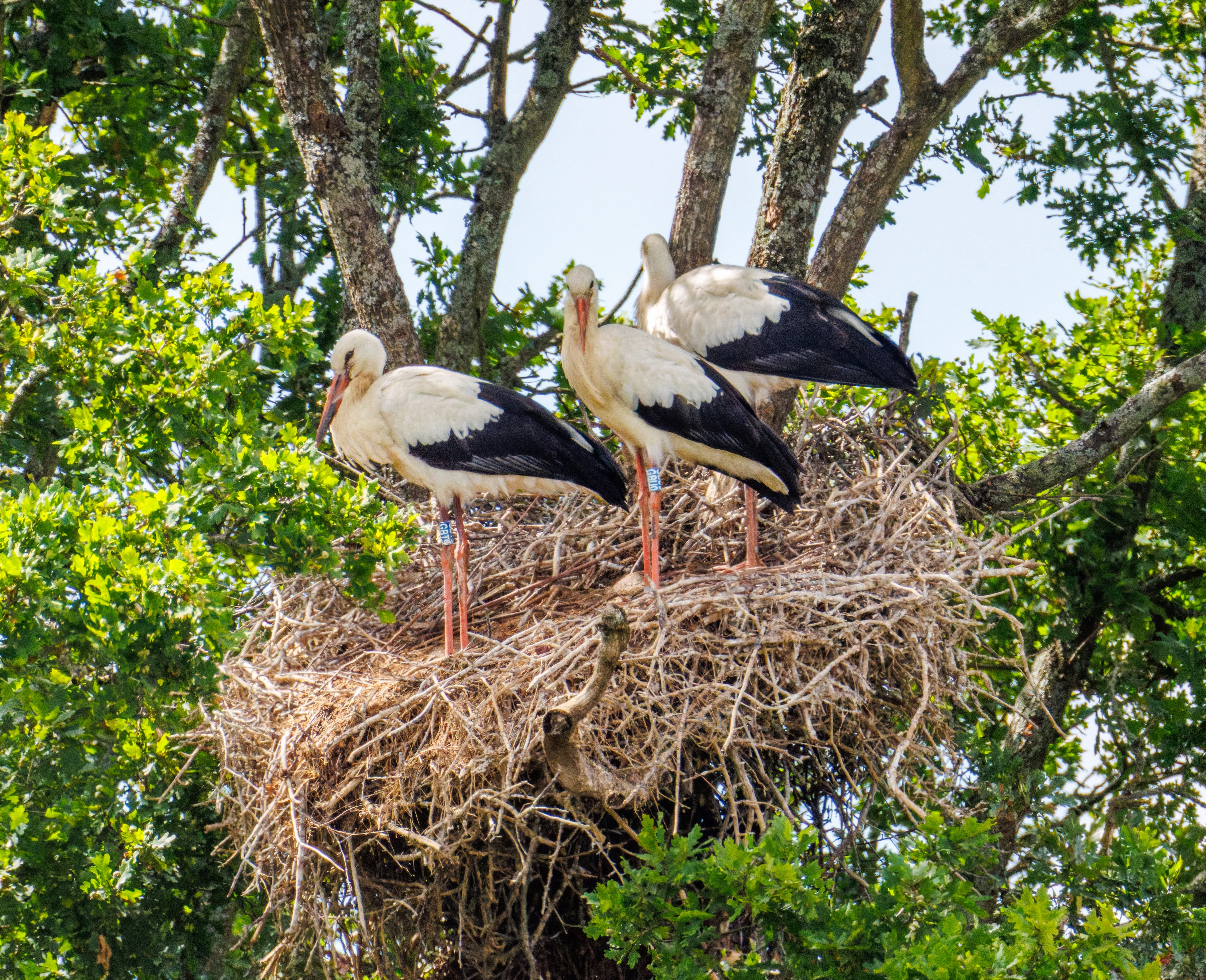 White Stork nest with White Storks, Knepp, Horsham, West Sussex, UK — photo by Orlando Prugel-Bennett