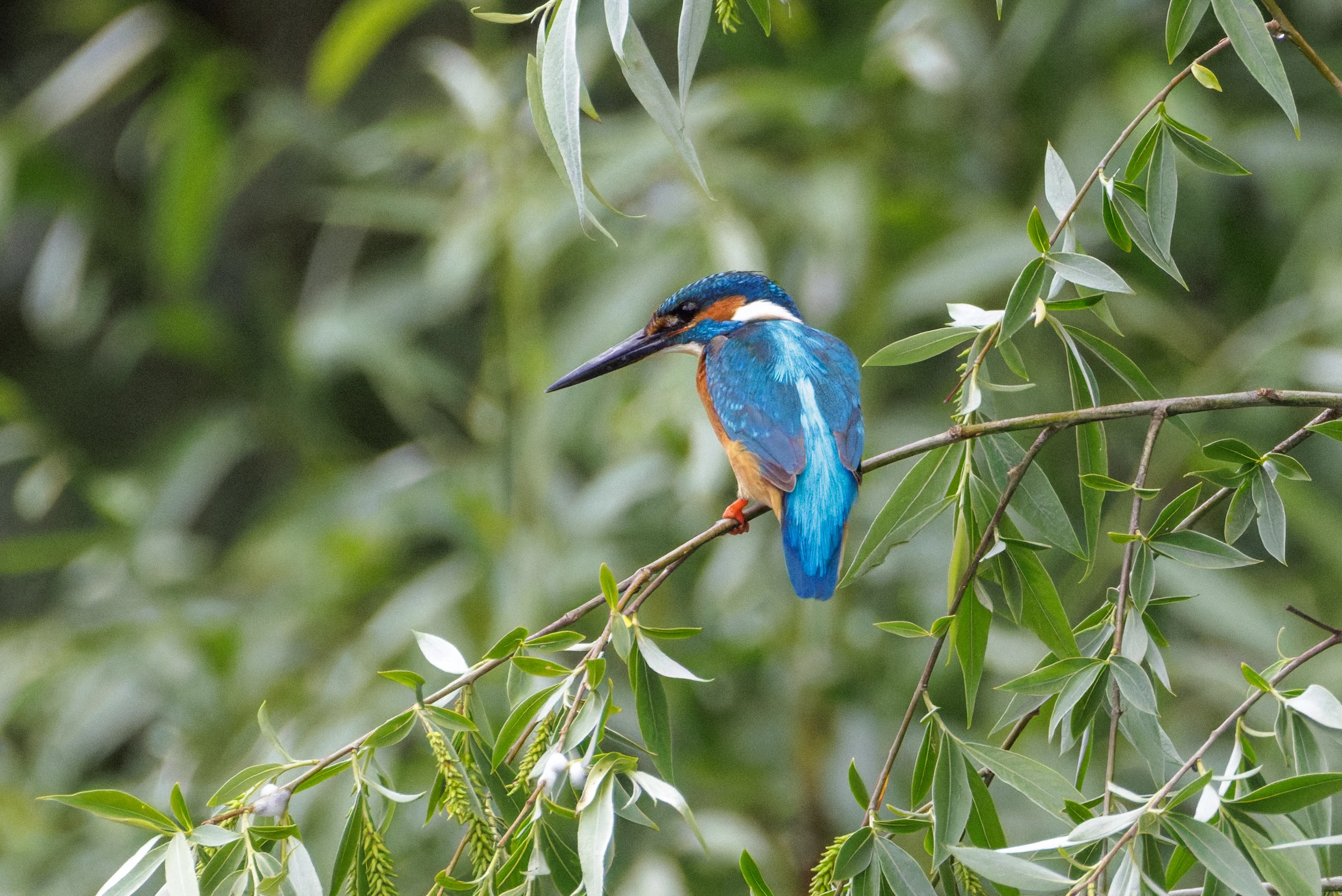 Common Kingfisher, Danube Delta, Romania — photo by Orlando Prugel-Bennett