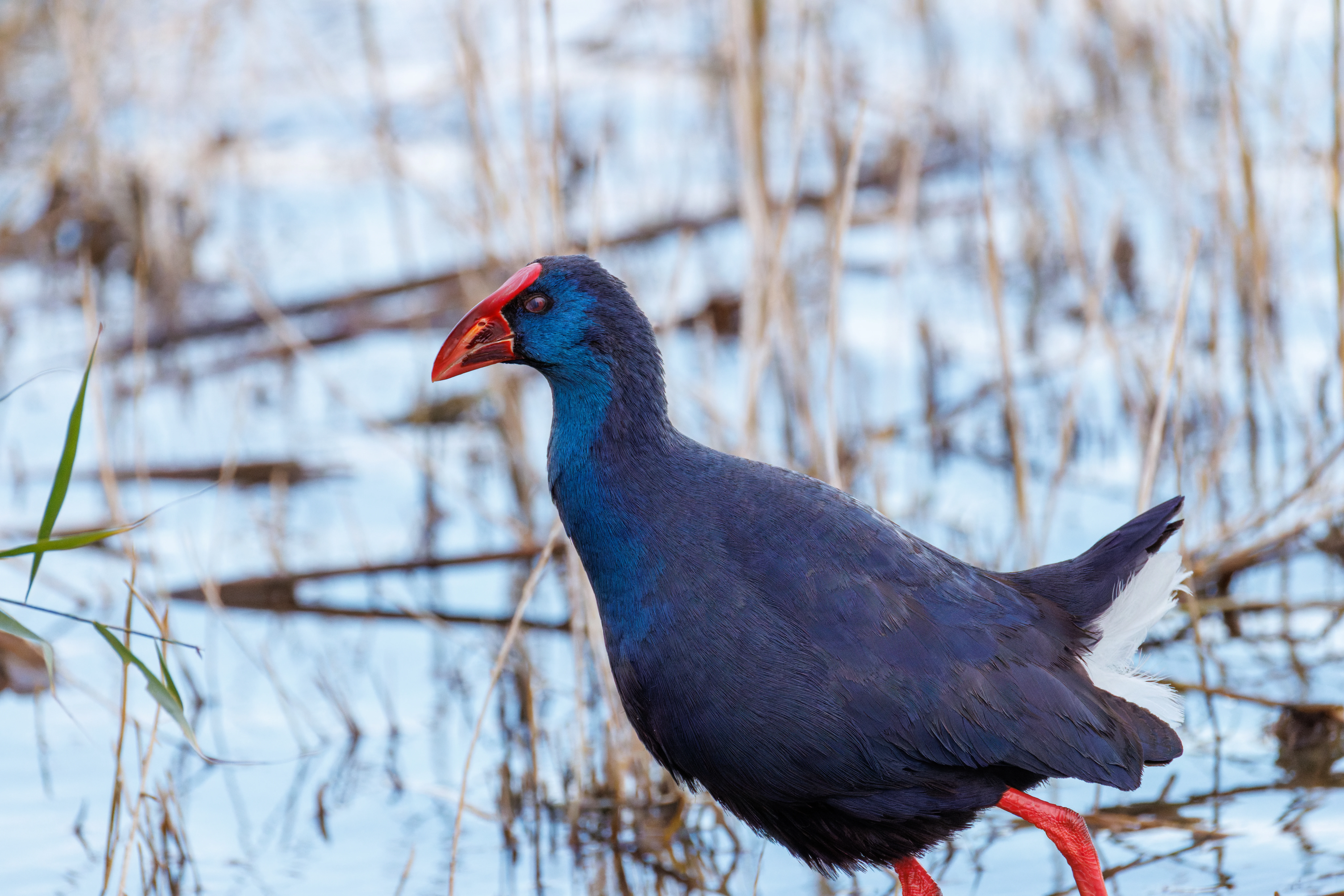 Western Swamphen, El Hondo, Spain — photo by Orlando Prugel-Bennett