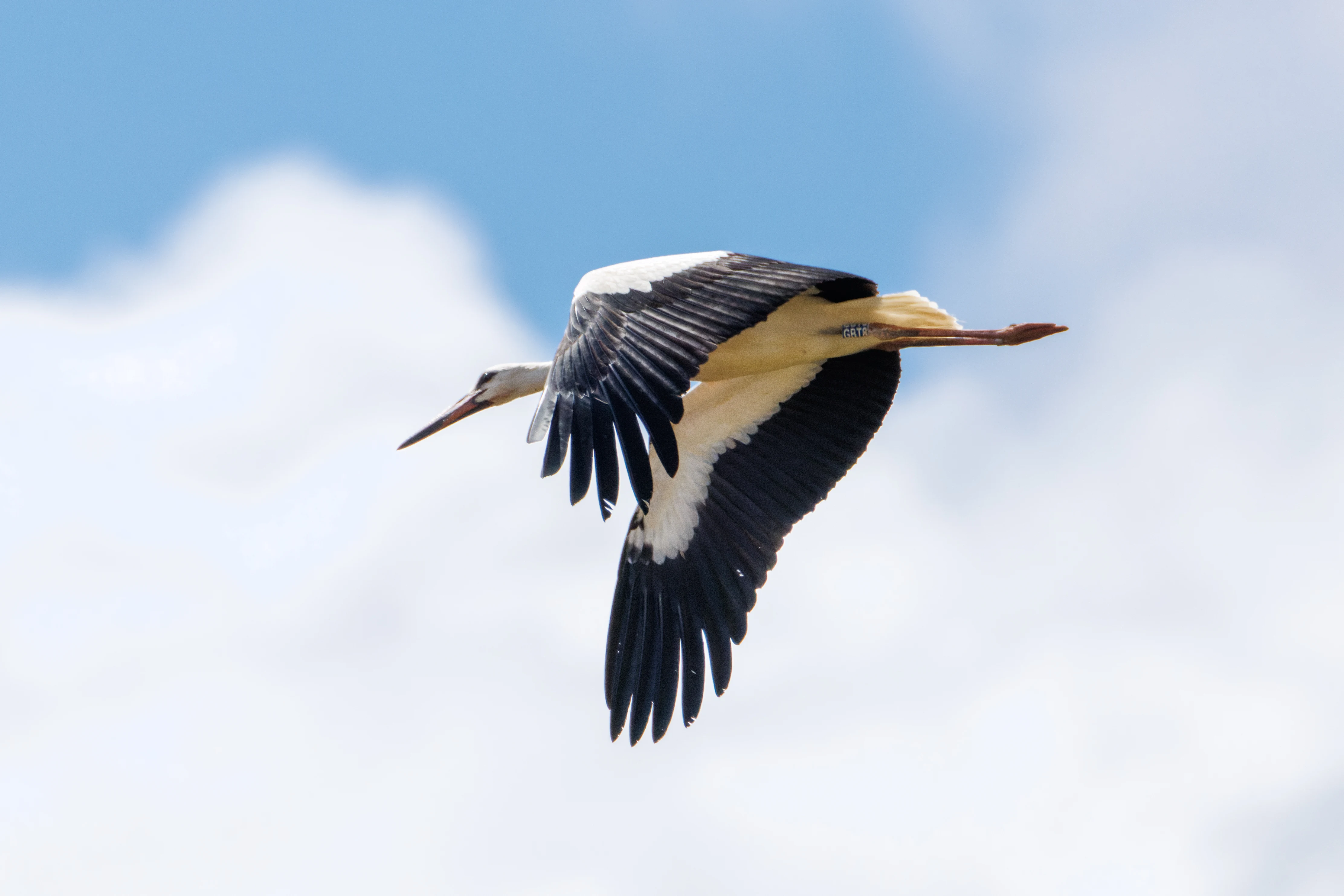White Stork, Knepp, Horsham, West Sussex, UK — photo by Orlando Prugel-Bennett
