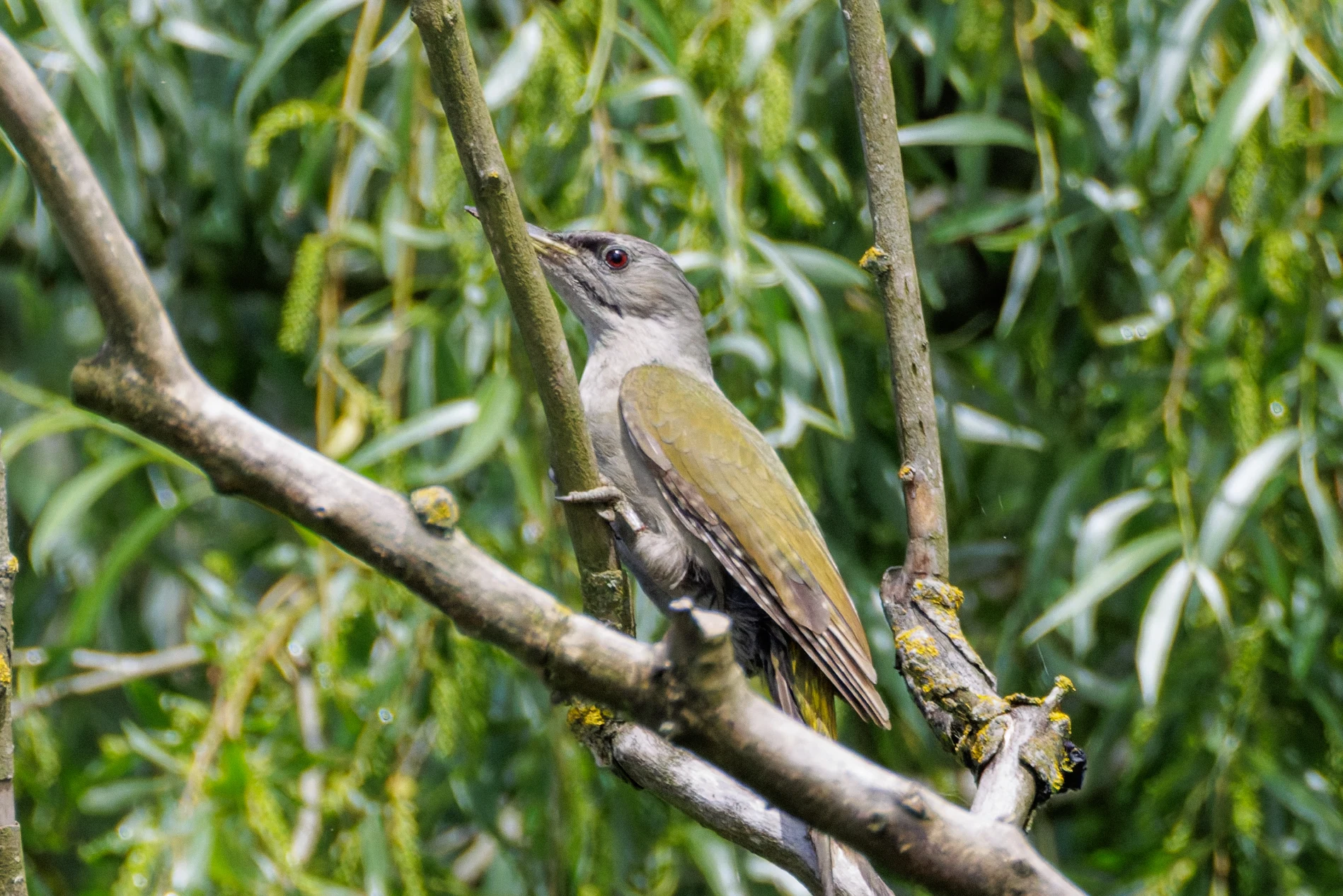 Grey-headed Woodpecker, Danube Delta, Romania — photo by Orlando Prugel-Bennett