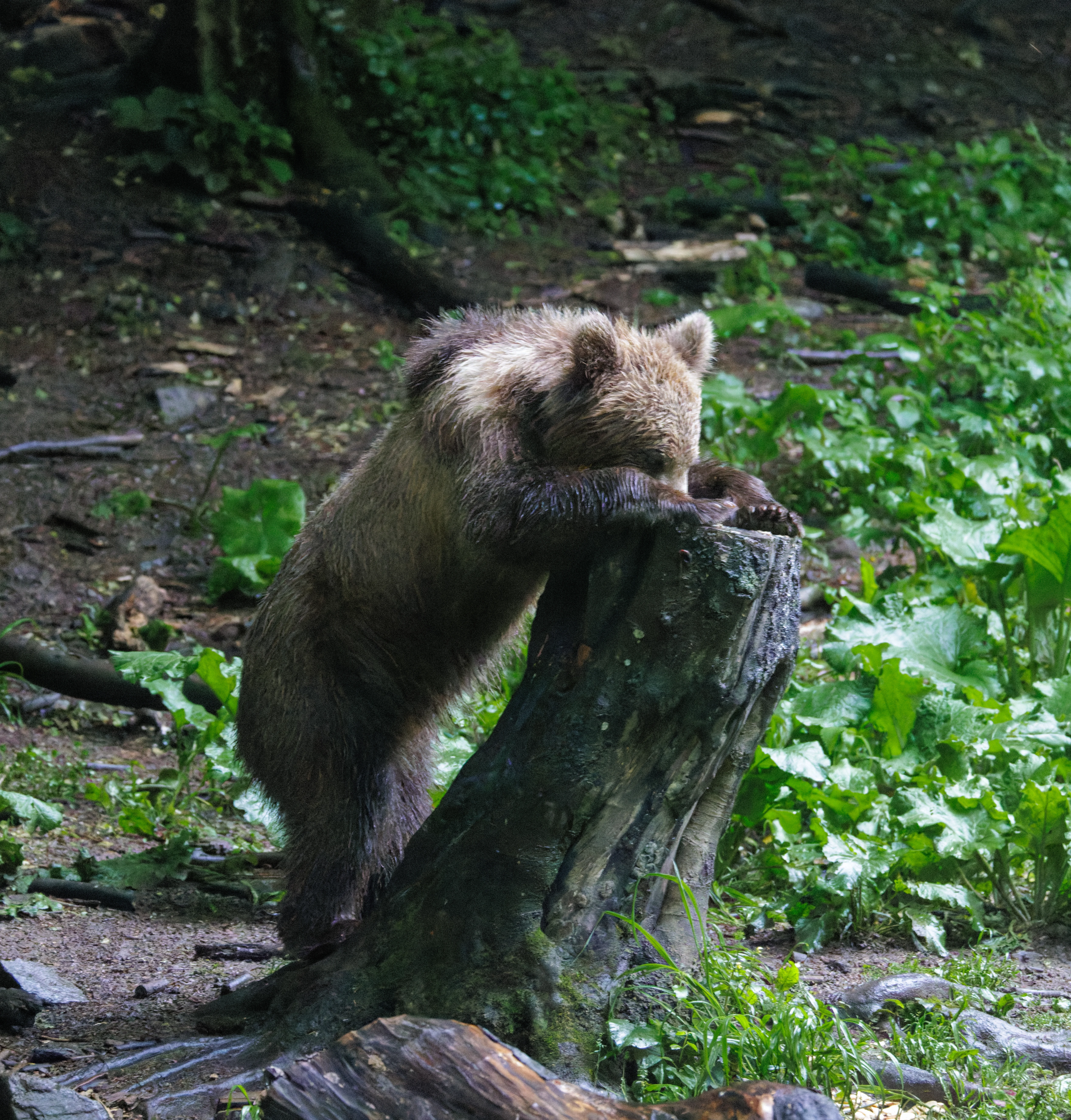 Brown Bear, Transylvania, Romania — photo by Orlando Prugel-Bennett