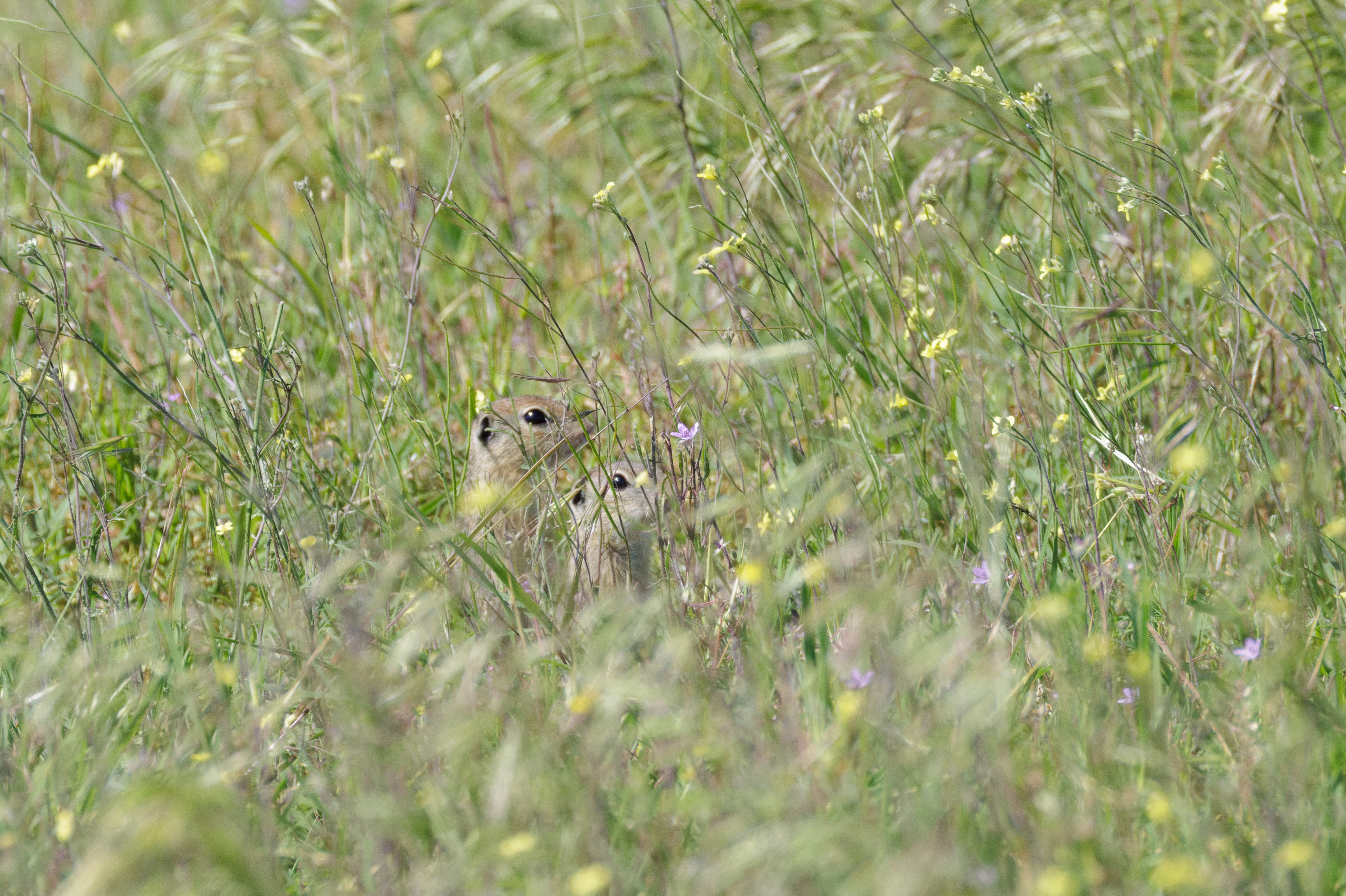 European Ground Squirrels in grass, Romanian Steppe, Romania — photo by Orlando Prugel-Bennett