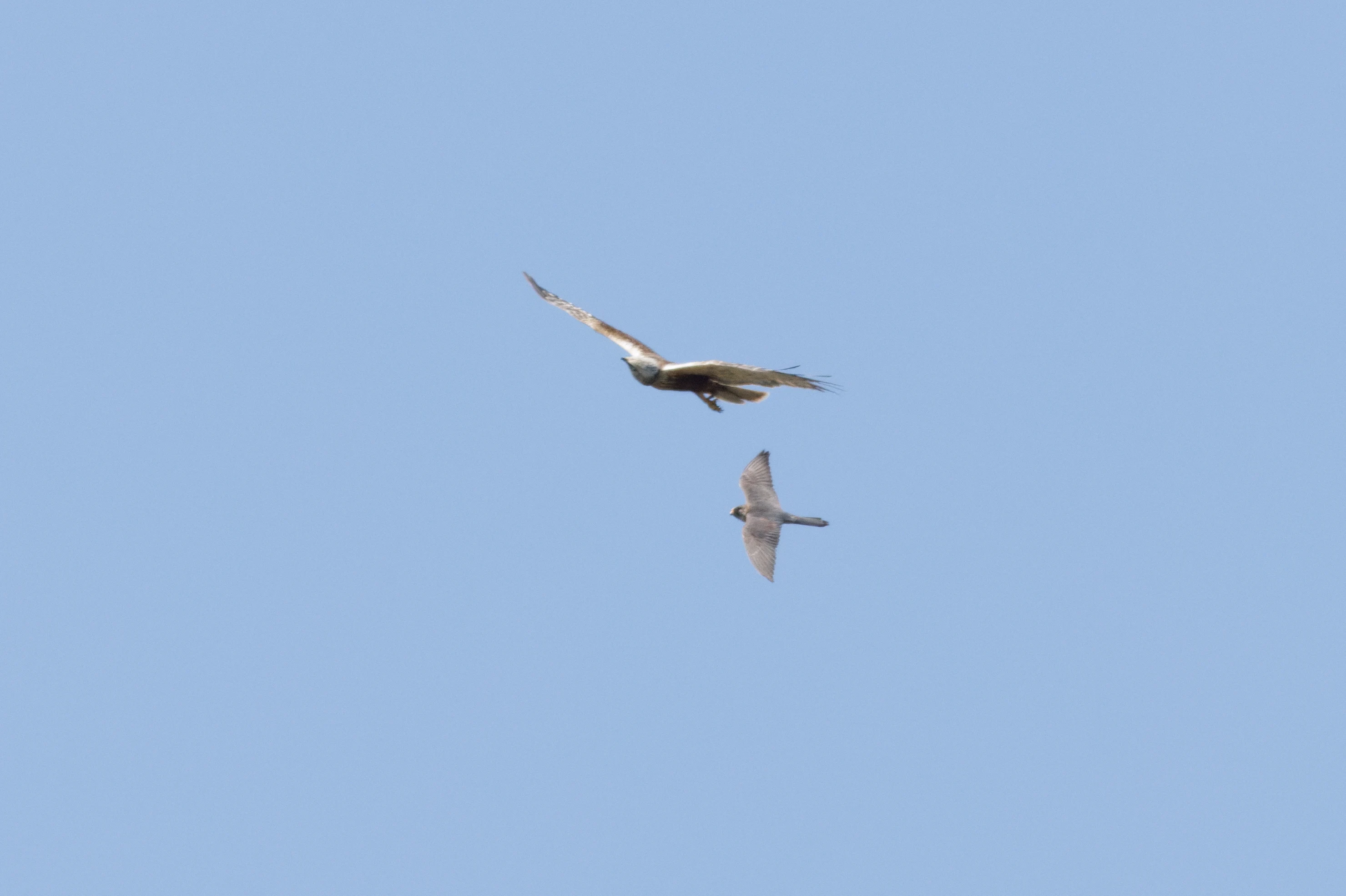 Red-footed Falcon & Marsh Harrier, Romanian Steppe, Romania — photo by Orlando Prugel-Bennett