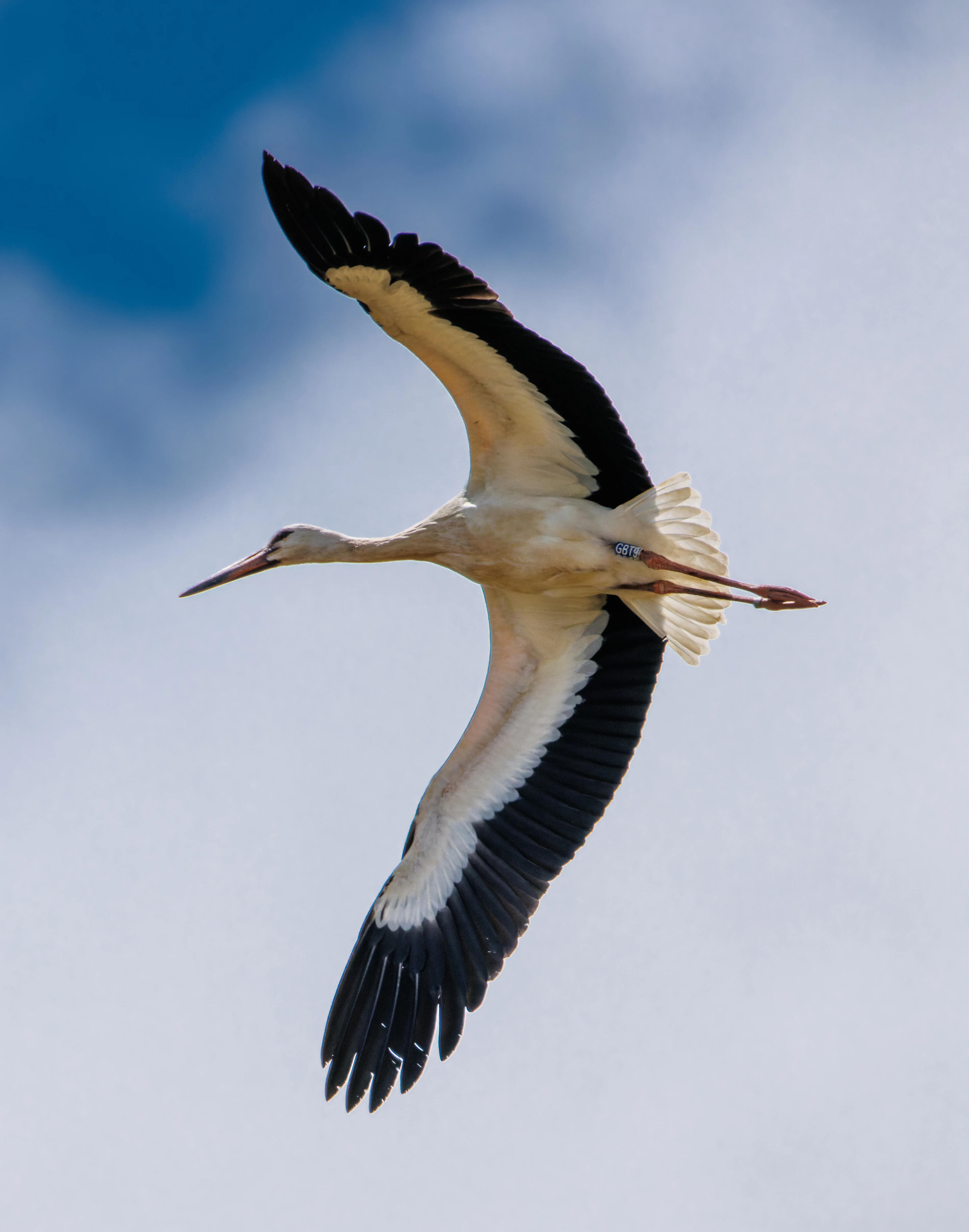 White Stork, Knepp, Horsham, West Sussex, UK — photo by Orlando Prugel-Bennett
