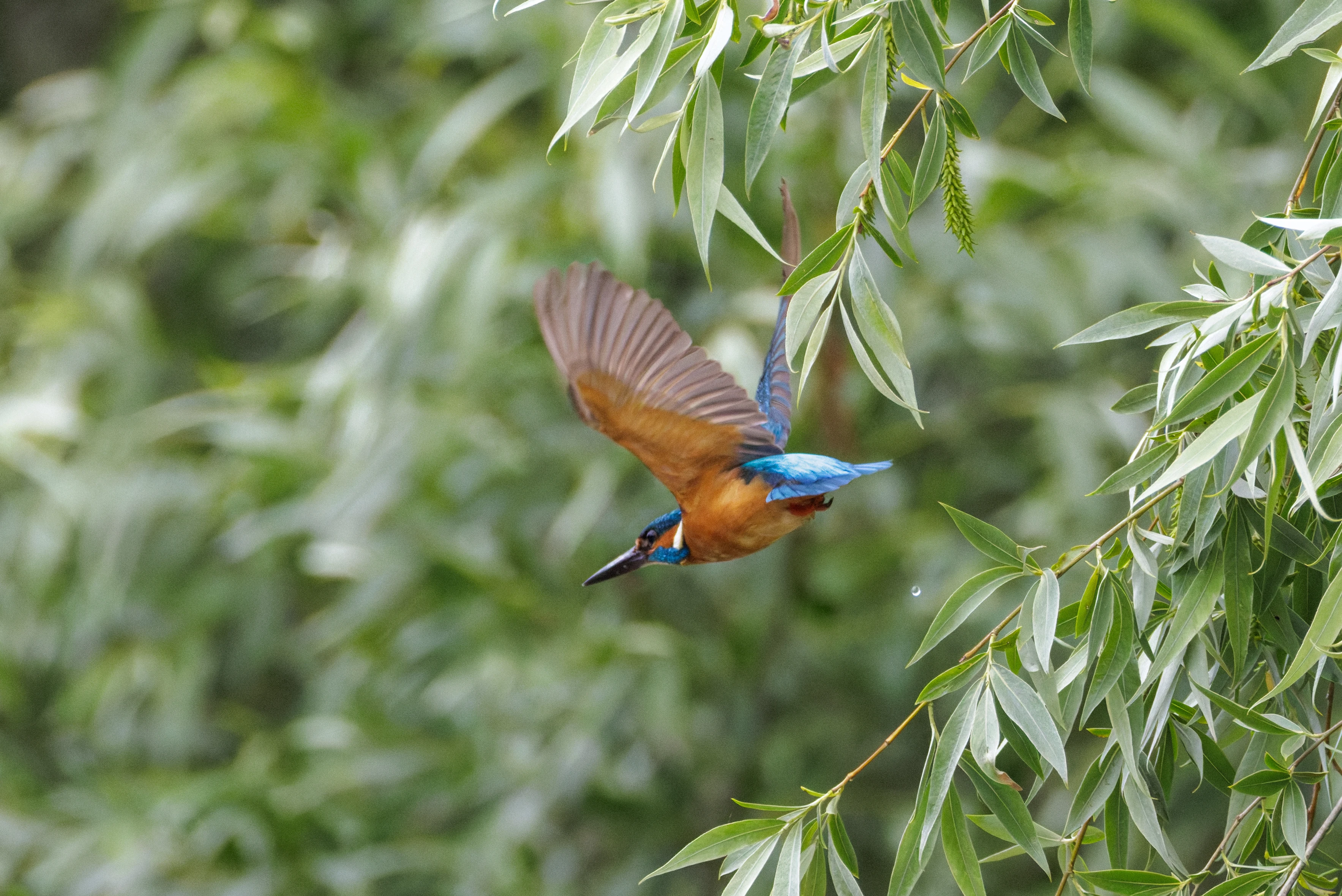 Common Kingfisher in flight, Danube Delta, Romania — photo by Orlando Prugel-Bennett
