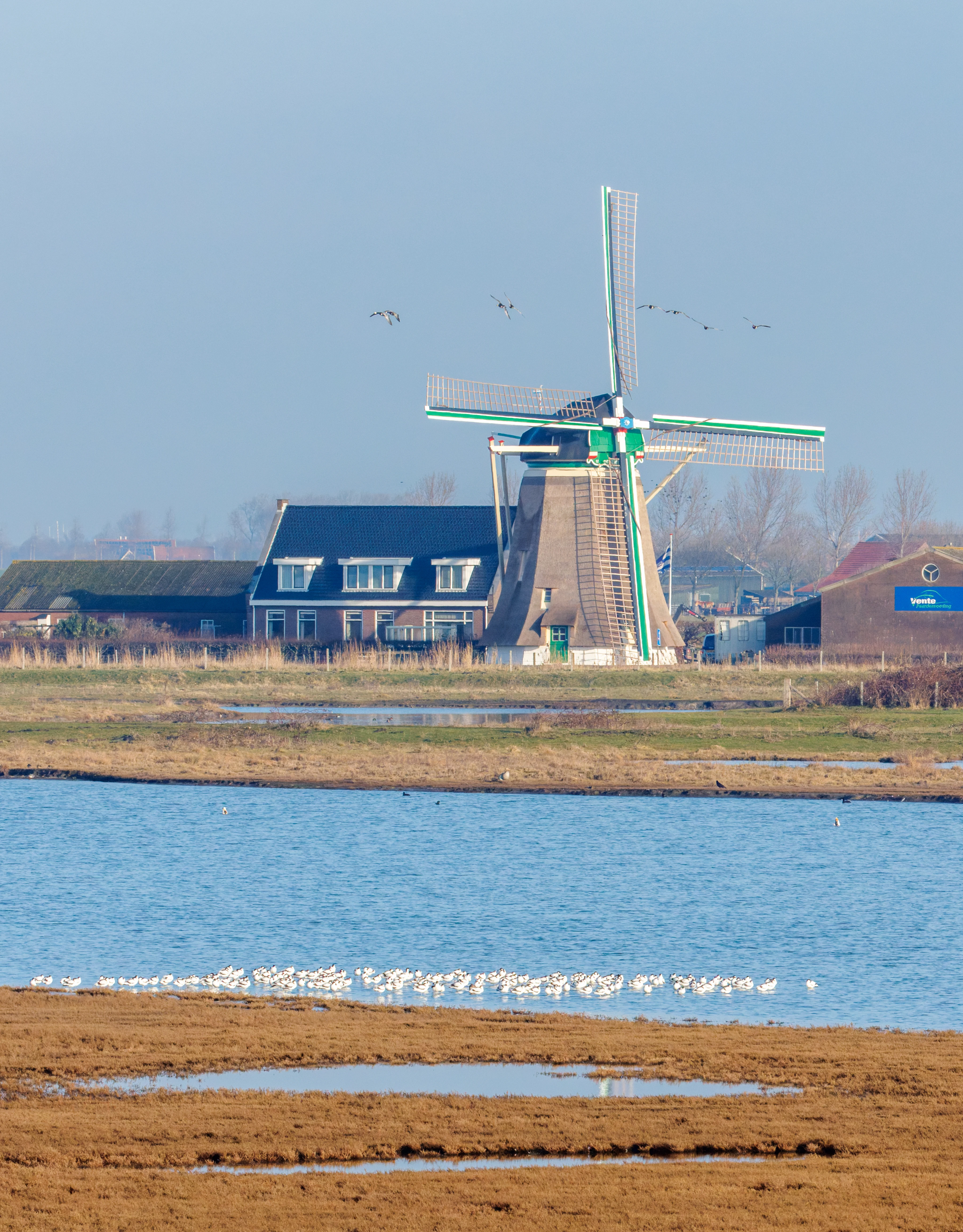 Windmill and Avocets, Zeeland, Netherlands — photo by Orlando Prugel-Bennett