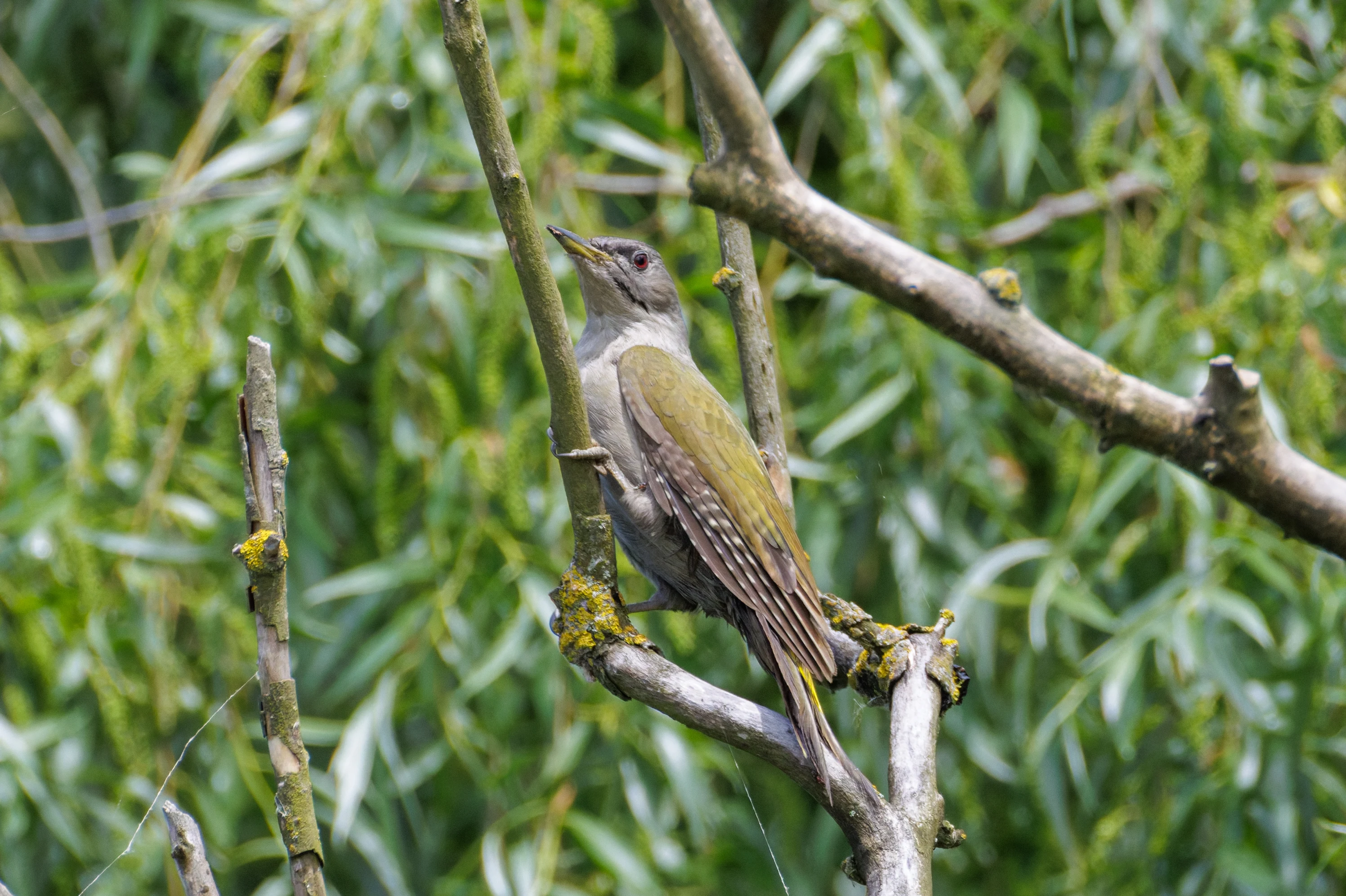 Grey-headed Woodpecker, Danube Delta, Romania — photo by Orlando Prugel-Bennett