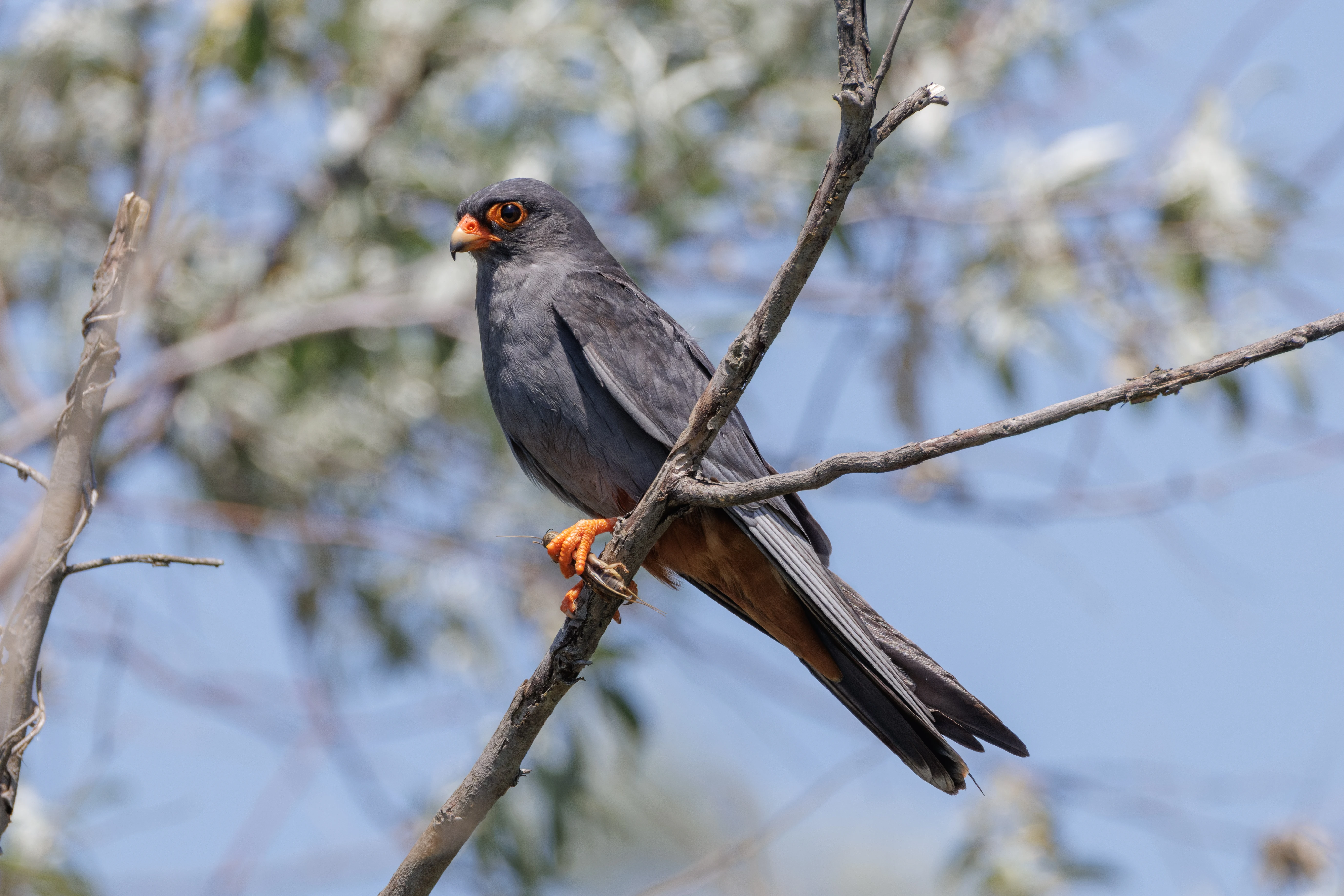 Red-footed Falcon, Romanian Steppe, Romania — photo by Orlando Prugel-Bennett