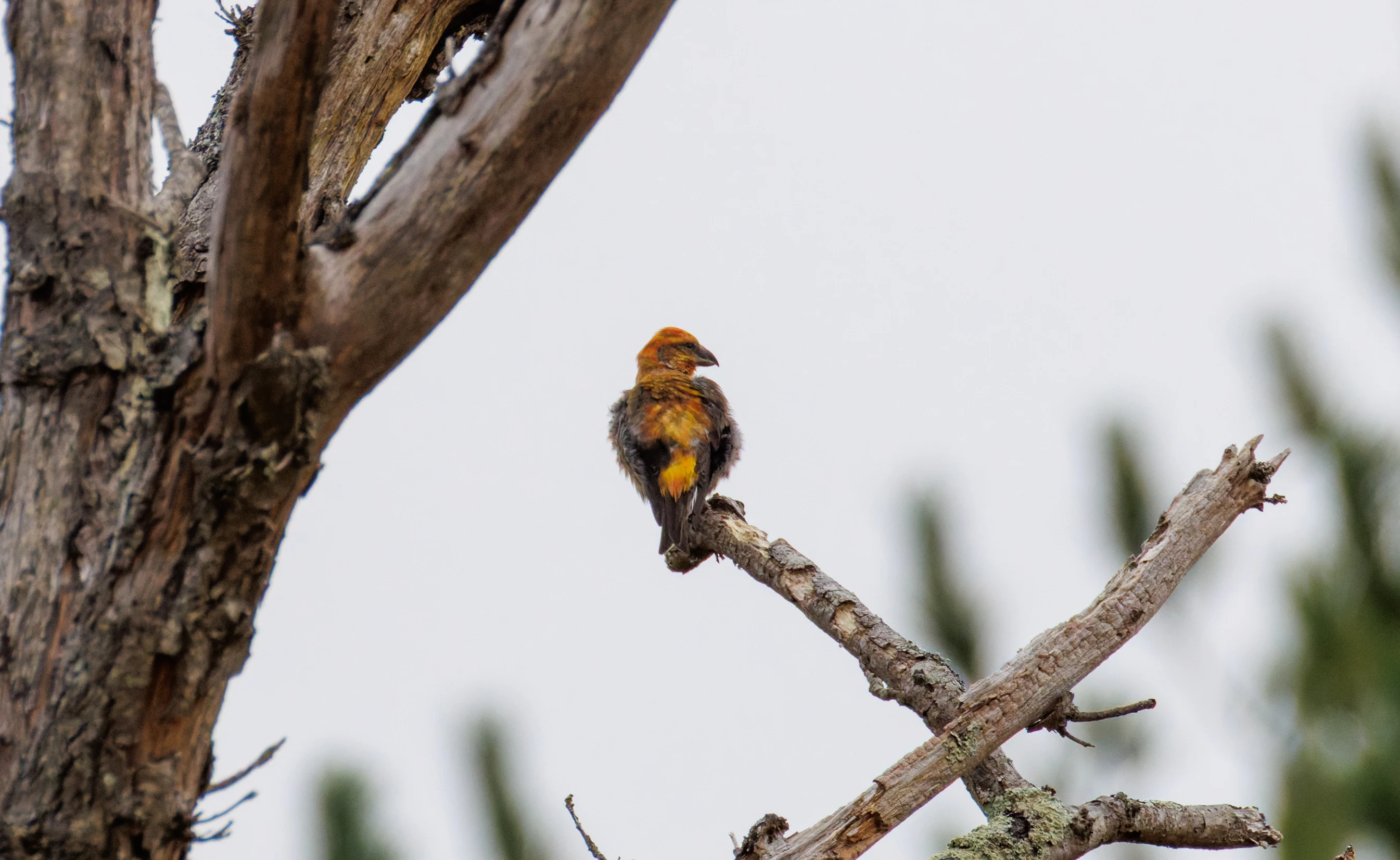 Common Crossbill, Hawkhill, Hampshire, UK — photo by Orlando Prugel-Bennett