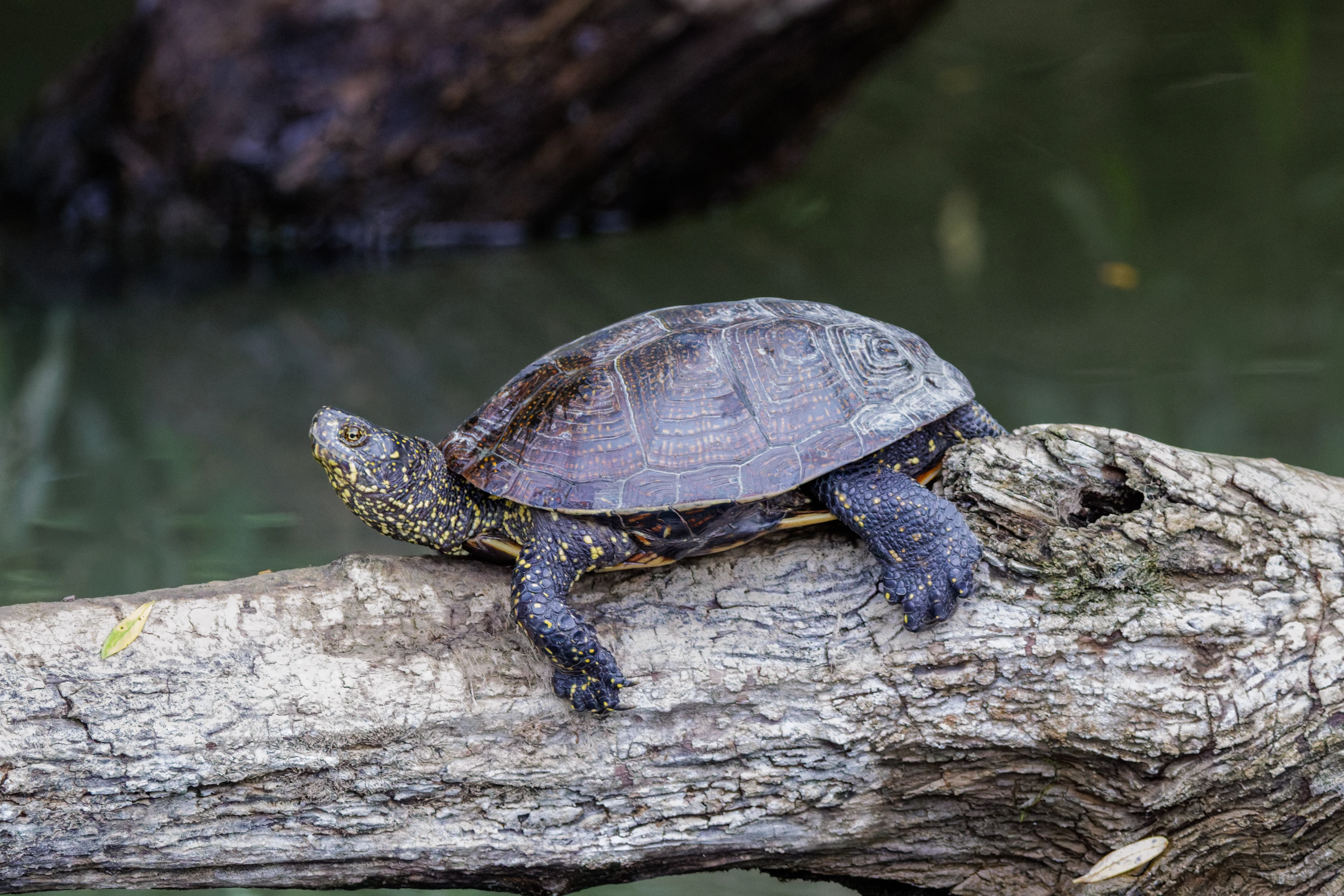 European Pond Turtle, Danube Delta, Romania — photo by Orlando Prugel-Bennett