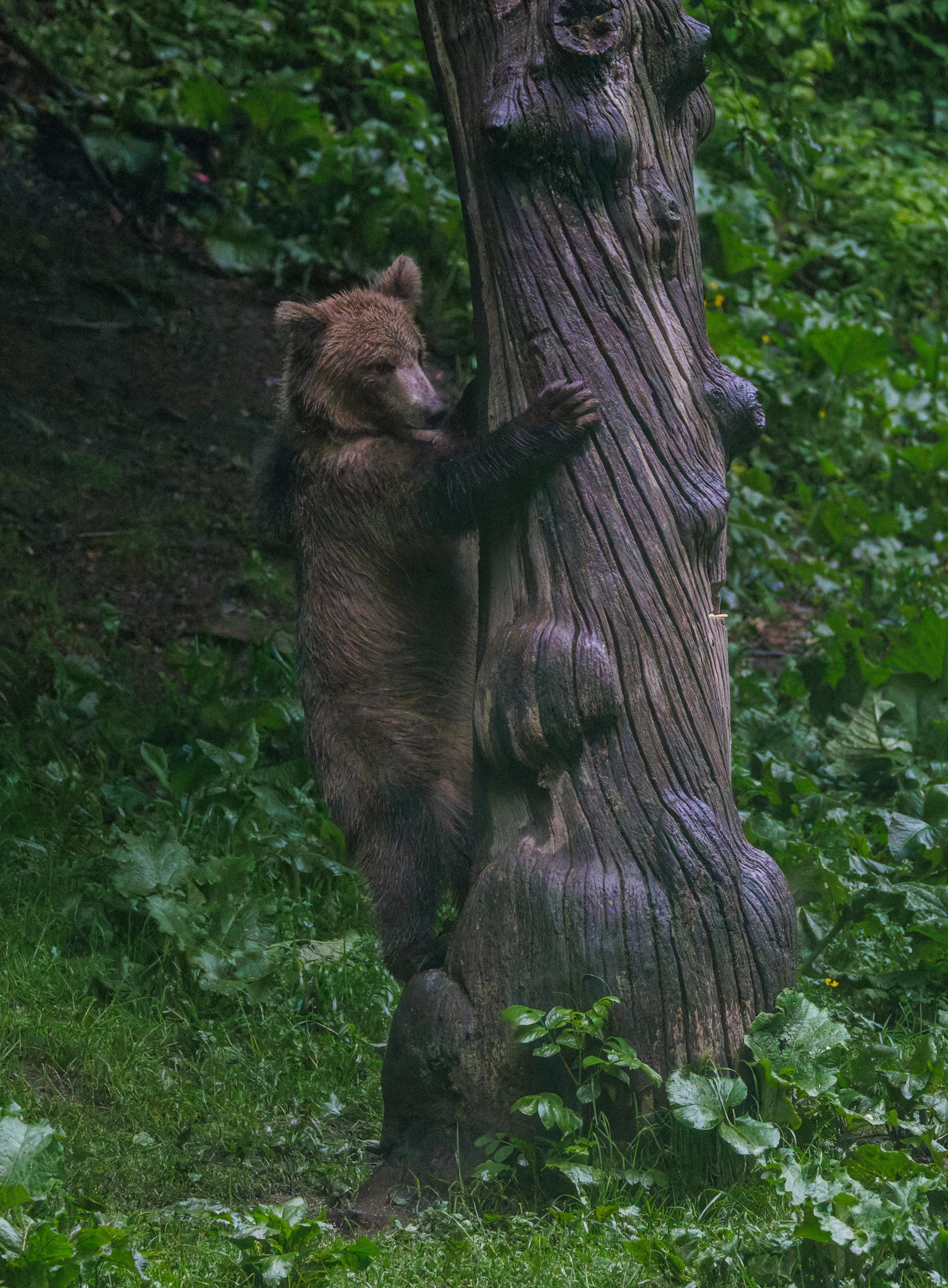 Brown Bear, Transylvania, Romania — photo by Orlando Prugel-Bennett