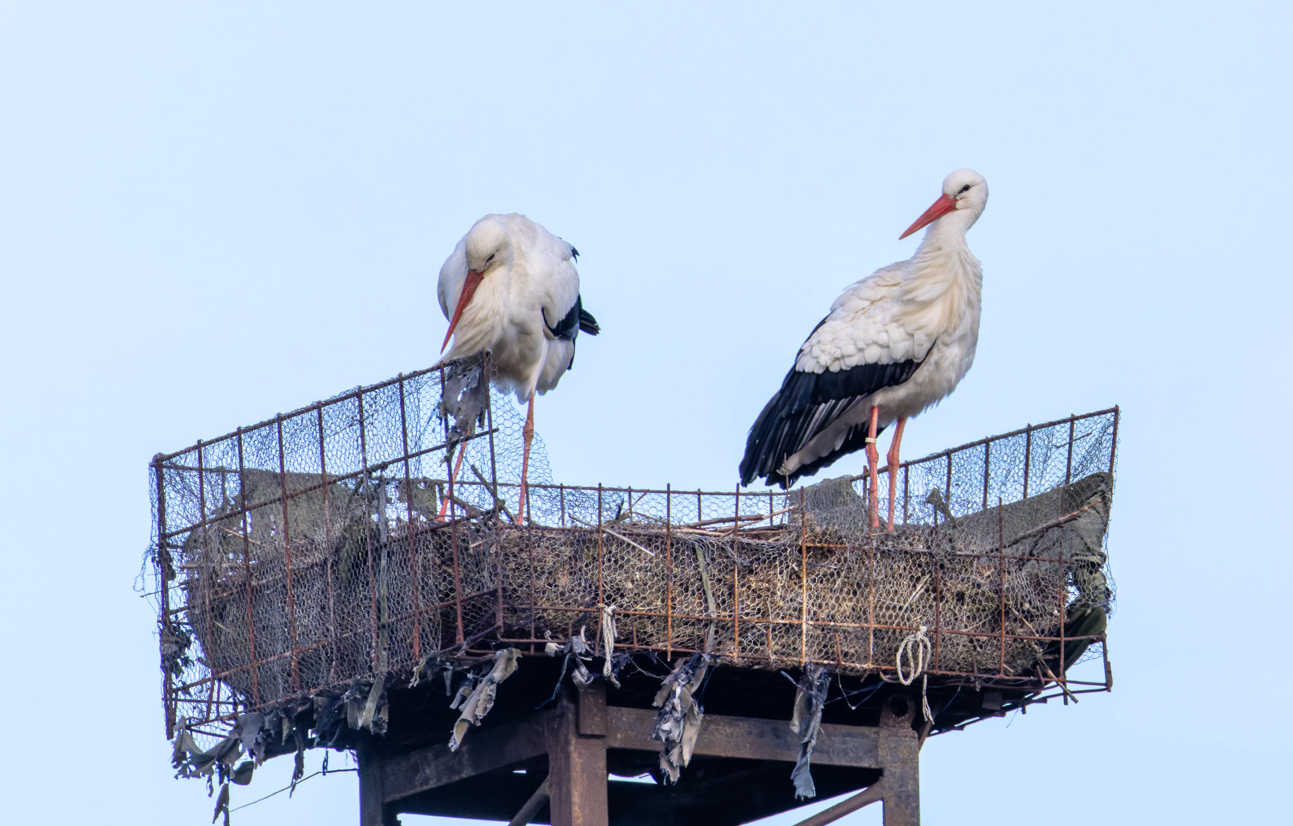 White Storks, Zeeland, Netherlands — photo by Orlando Prugel-Bennett
