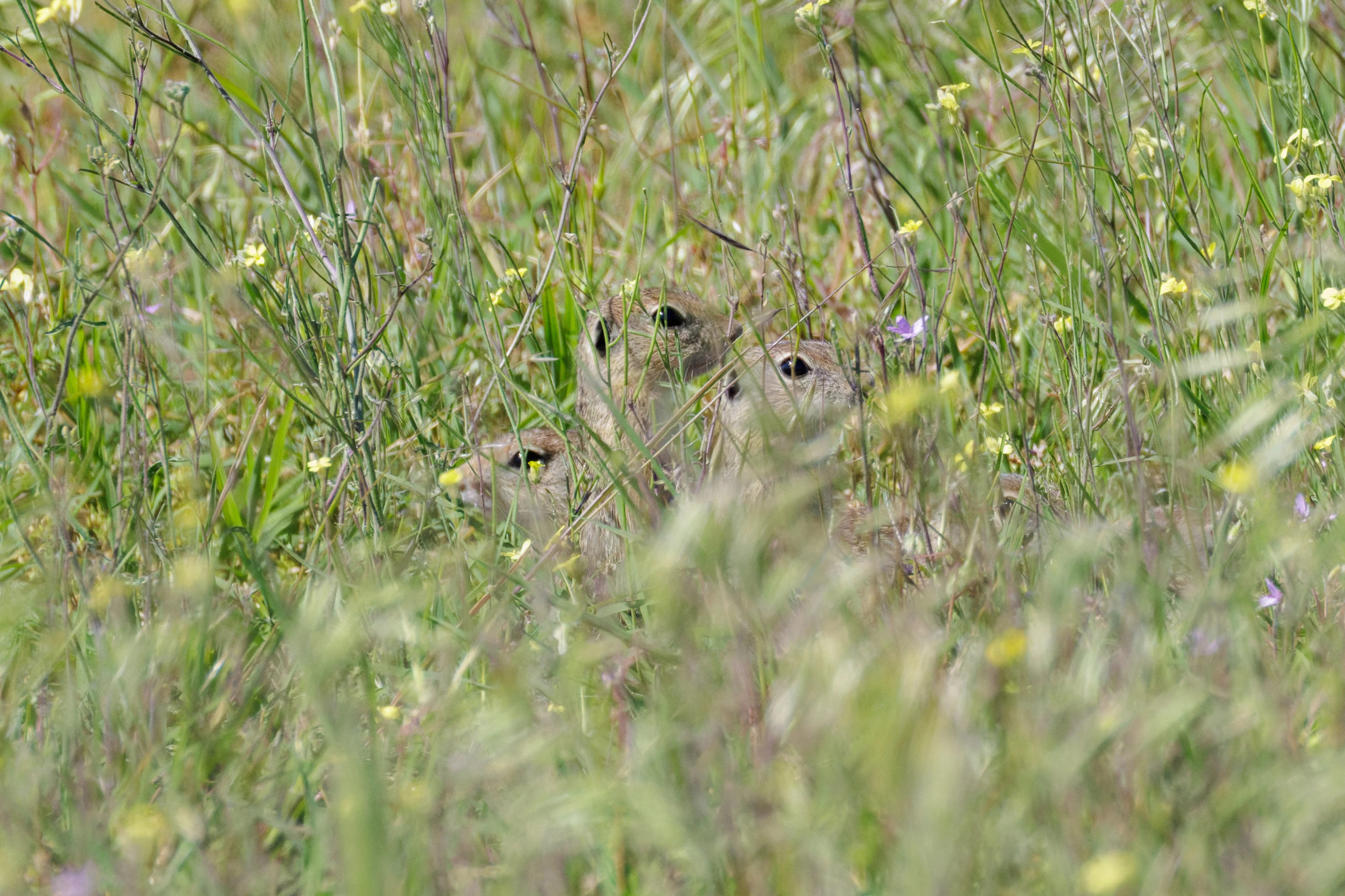 European Ground Squirrels, Romanian Steppe, Romania — photo by Orlando Prugel-Bennett