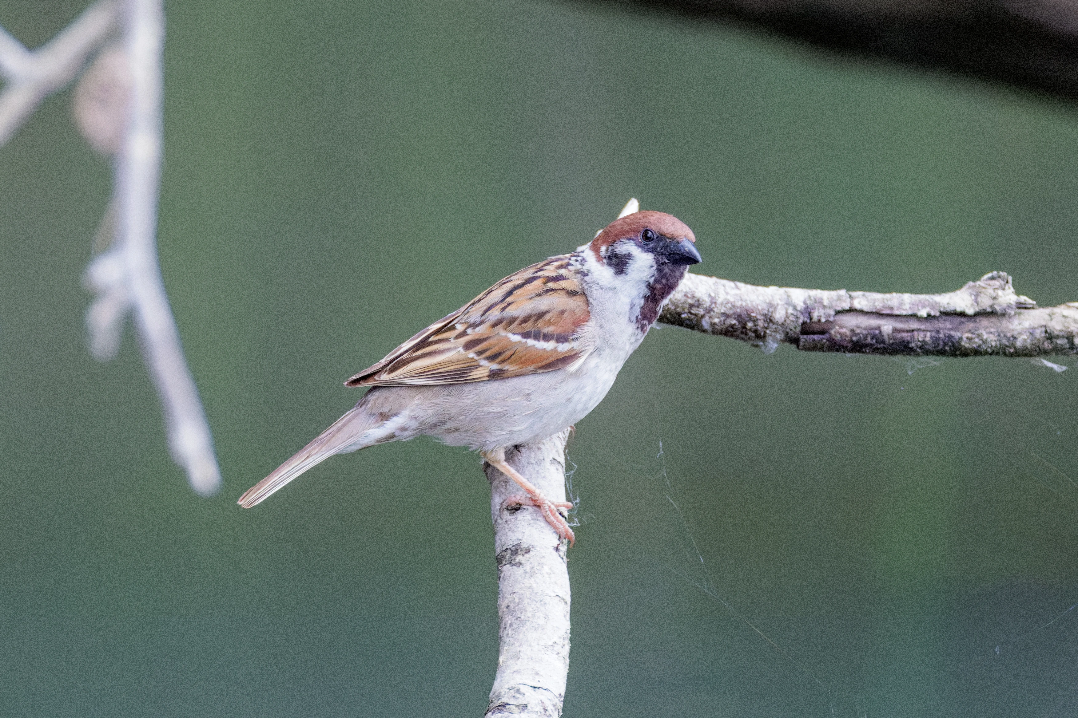 Eurasian Tree Sparrow, Danube Delta, Romania — photo by Orlando Prugel-Bennett