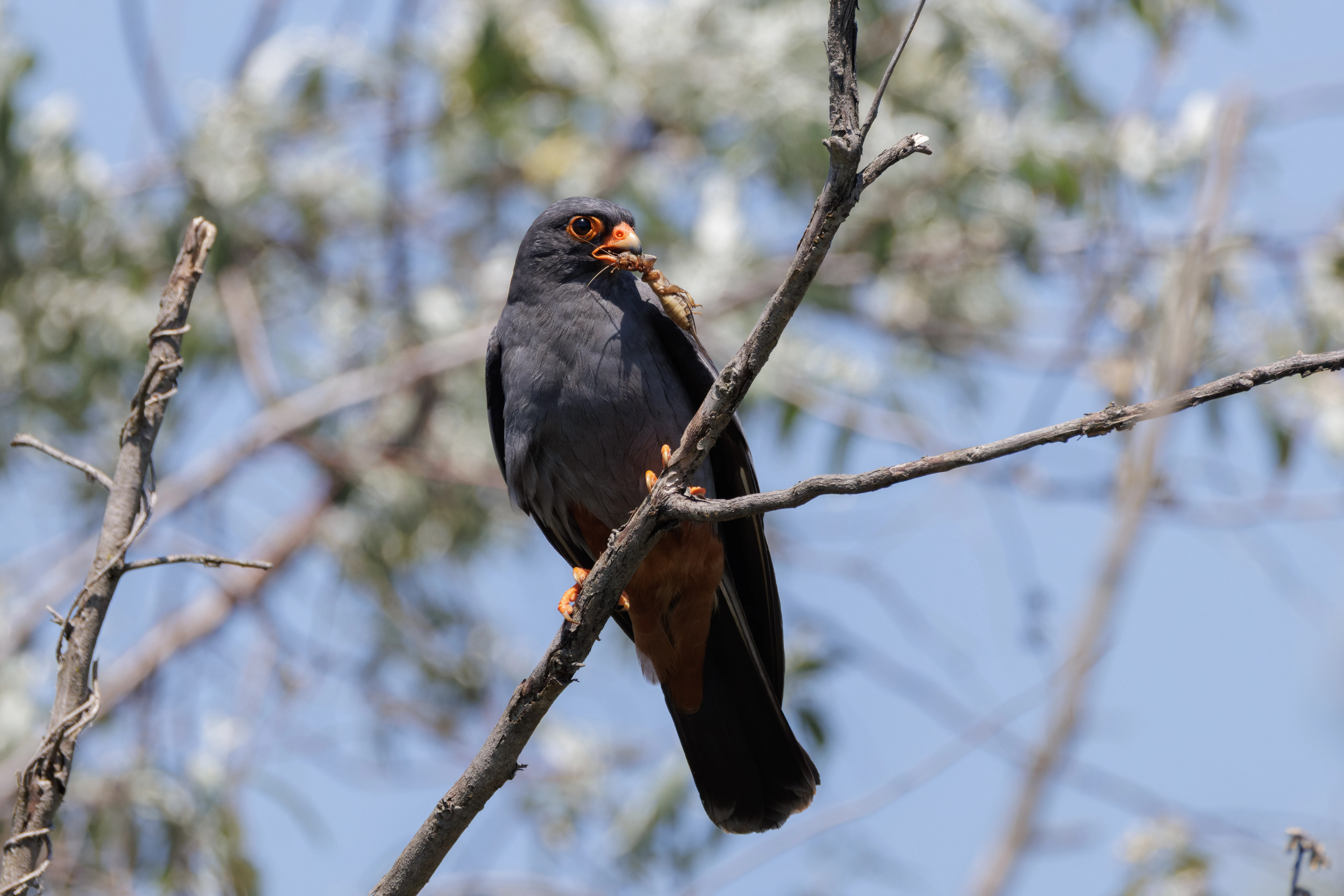 Red-footed Falcon, Romanian Steppe, Romania — photo by Orlando Prugel-Bennett