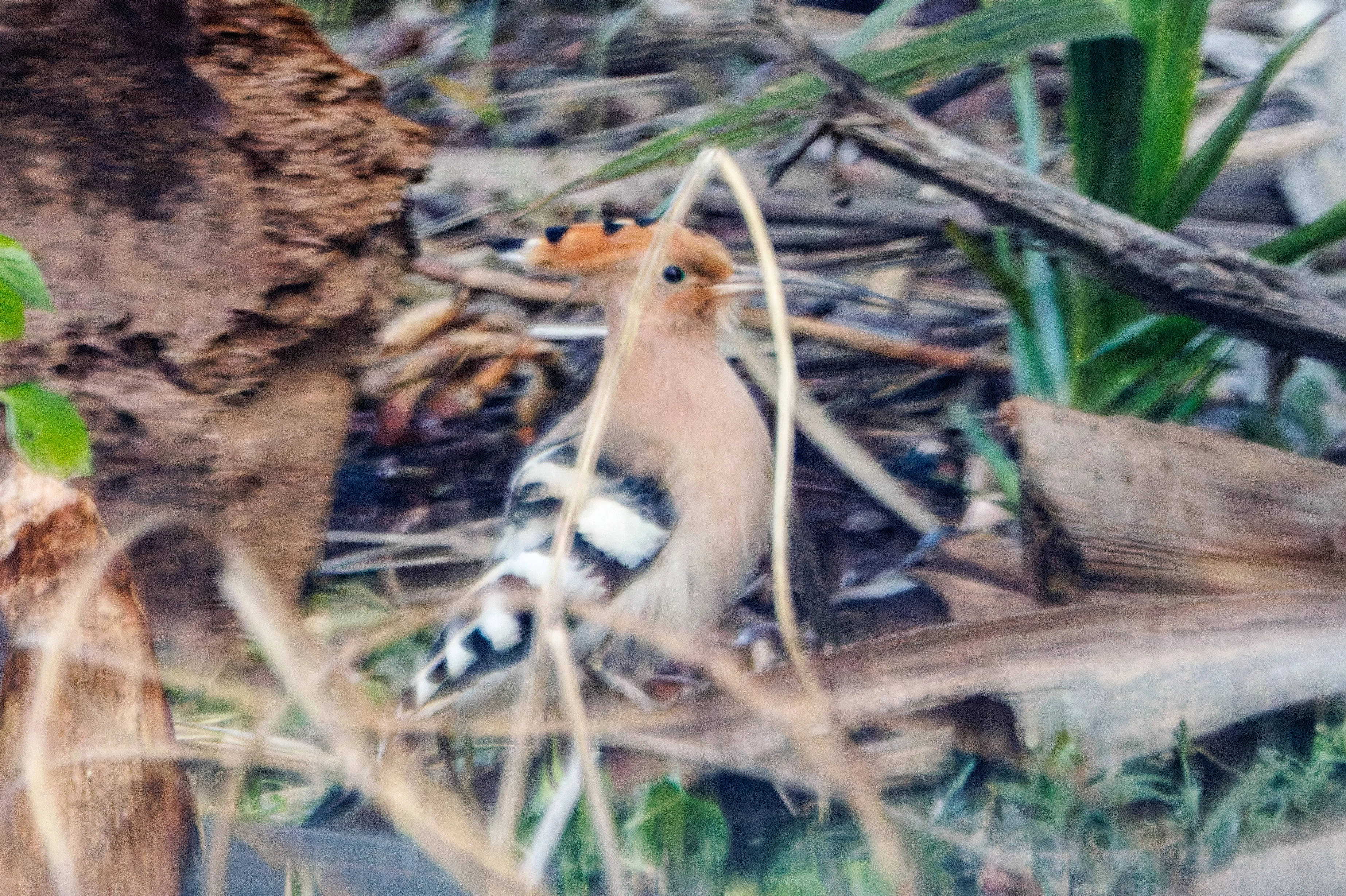 Eurasian Hoopoe, Alicante, Spain — photo by Orlando Prugel-Bennett