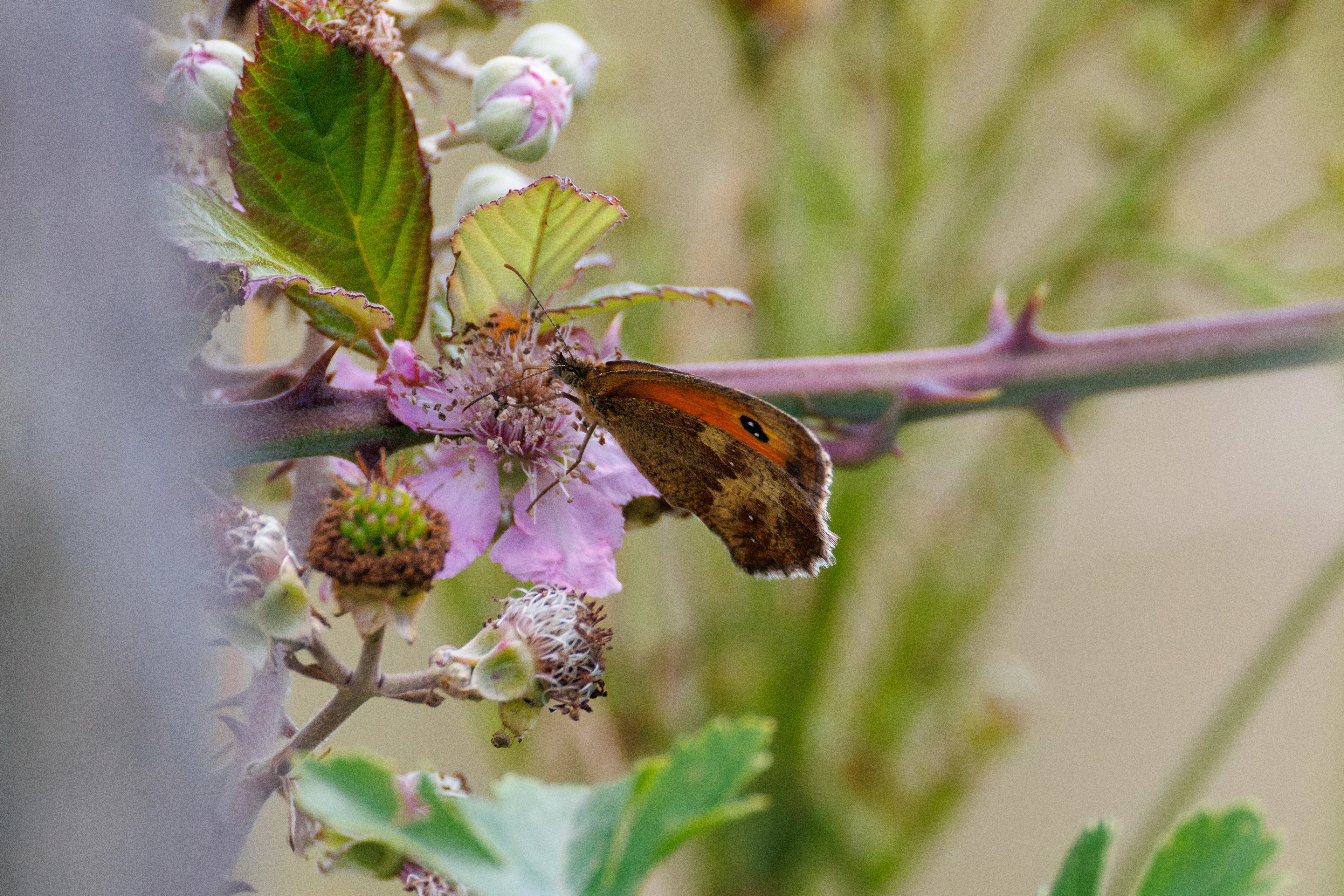Gatekeeper butterfly on blackberry flower, Knepp, Horsham, West Sussex, UK — photo by Orlando Prugel-Bennett