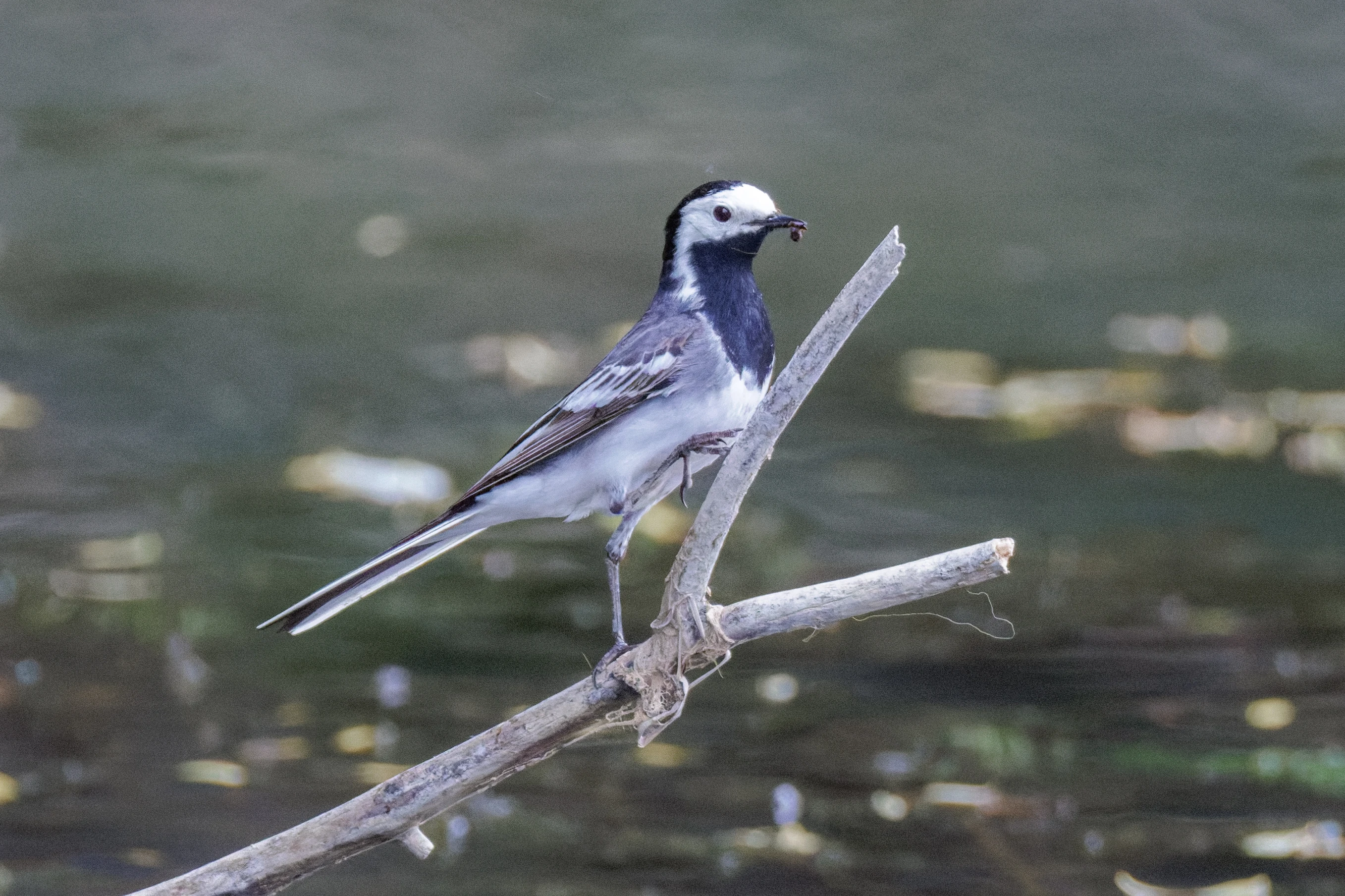 White Wagtail, Danube Delta, Romania — photo by Orlando Prugel-Bennett