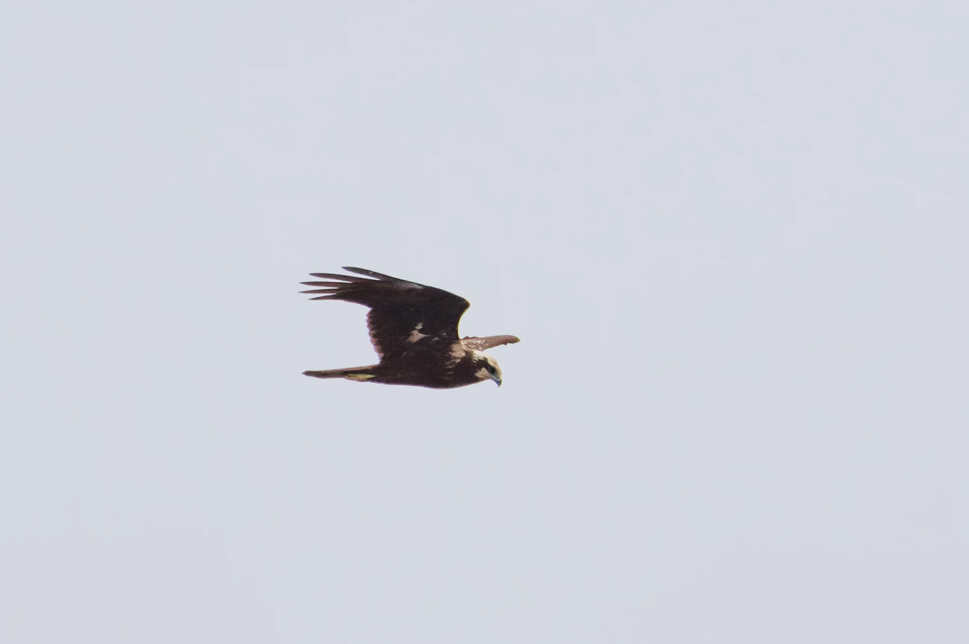 Western Marsh Harrier, Clot de Galvany, Alicante, Spain — photo by Orlando Prugel-Bennett