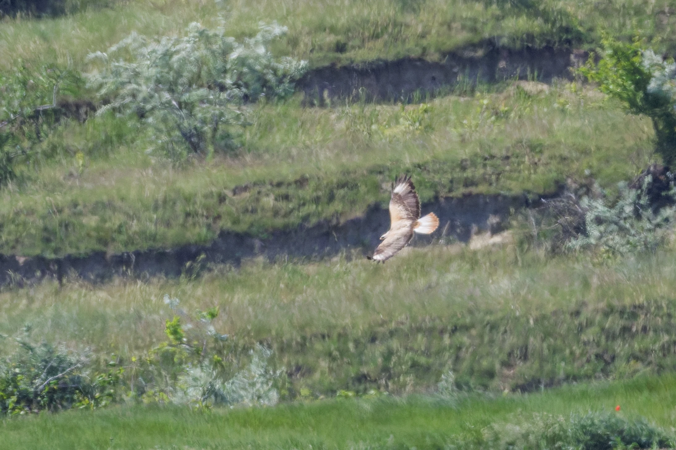 Long-legged Buzzard, Romanian Steppe, Romania — photo by Orlando Prugel-Bennett