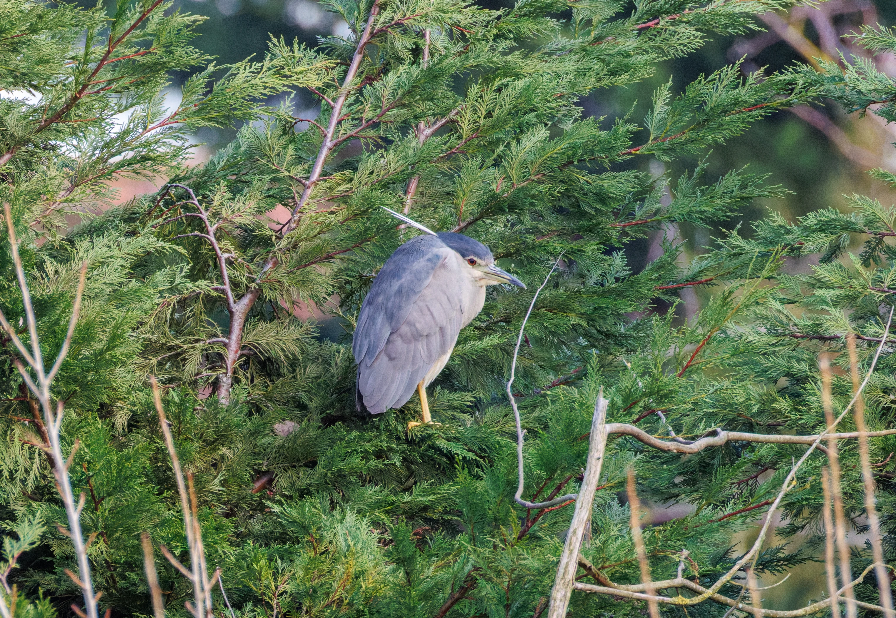 Black-crowned Night Heron, Zeeland, Netherlands — photo by Orlando Prugel-Bennett