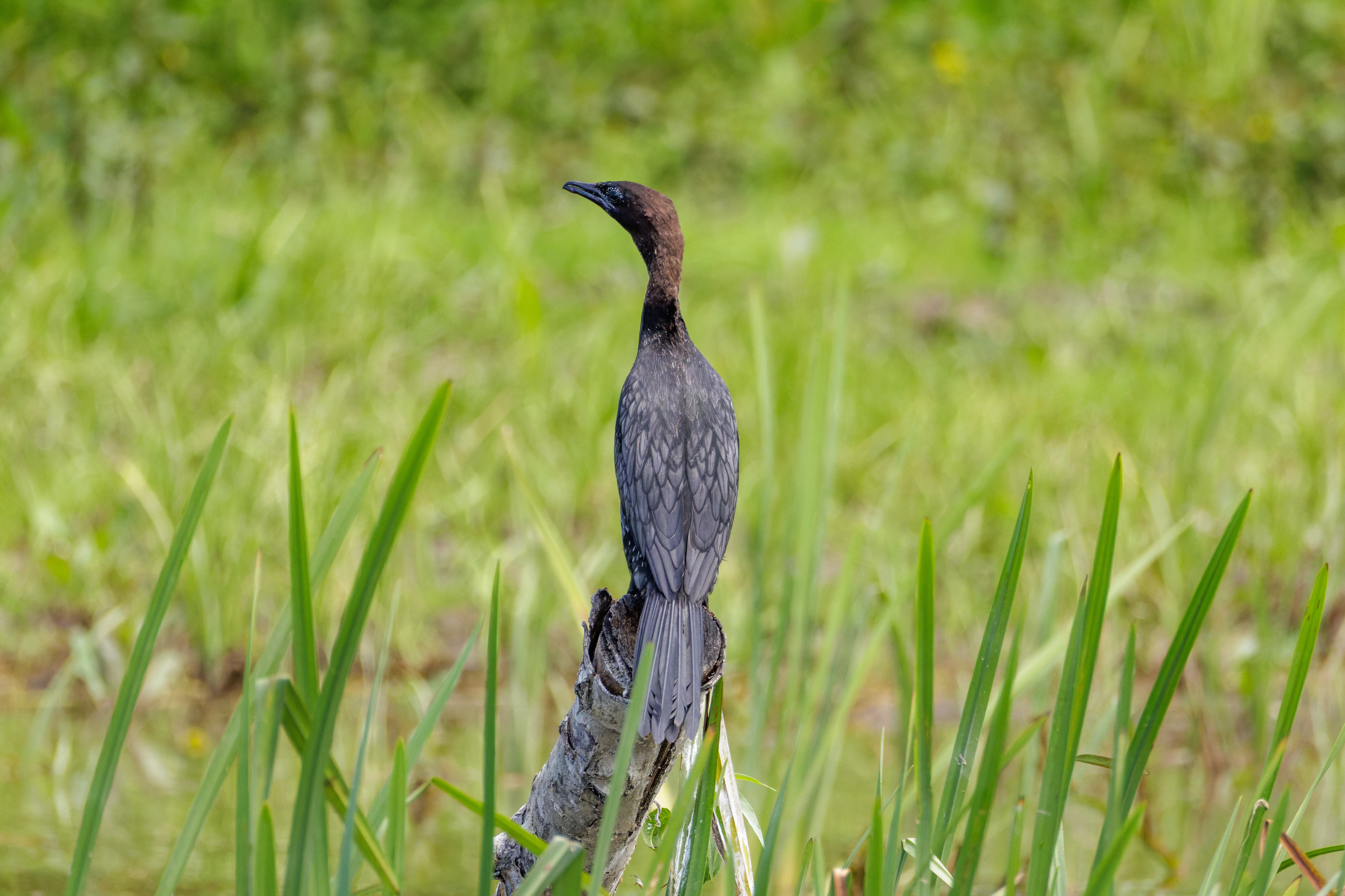 Pygmy Cormorant, Danube Delta, Romania — photo by Orlando Prugel-Bennett