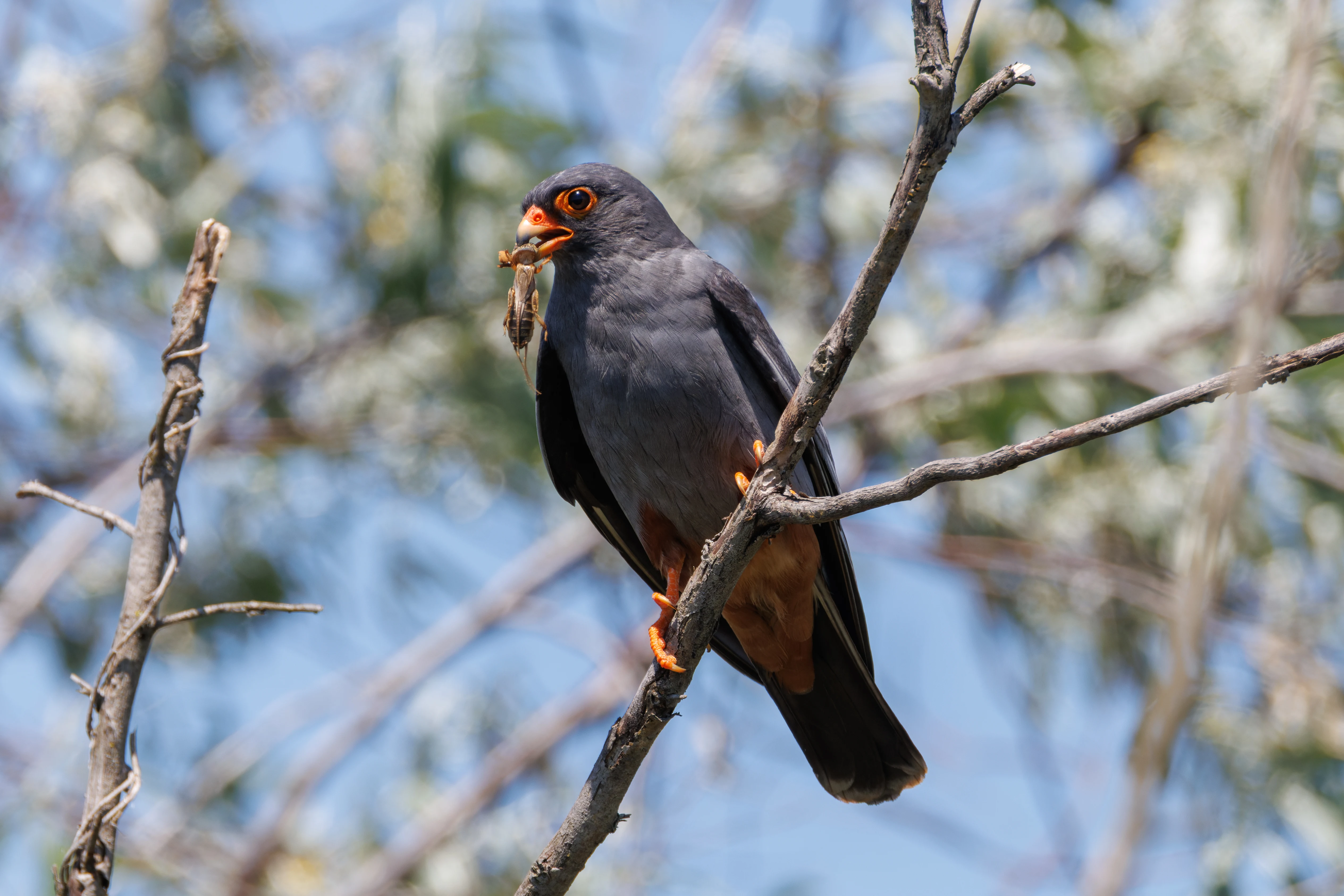 Red-footed Falcon with prey, Romanian Steppe, Romania — photo by Orlando Prugel-Bennett