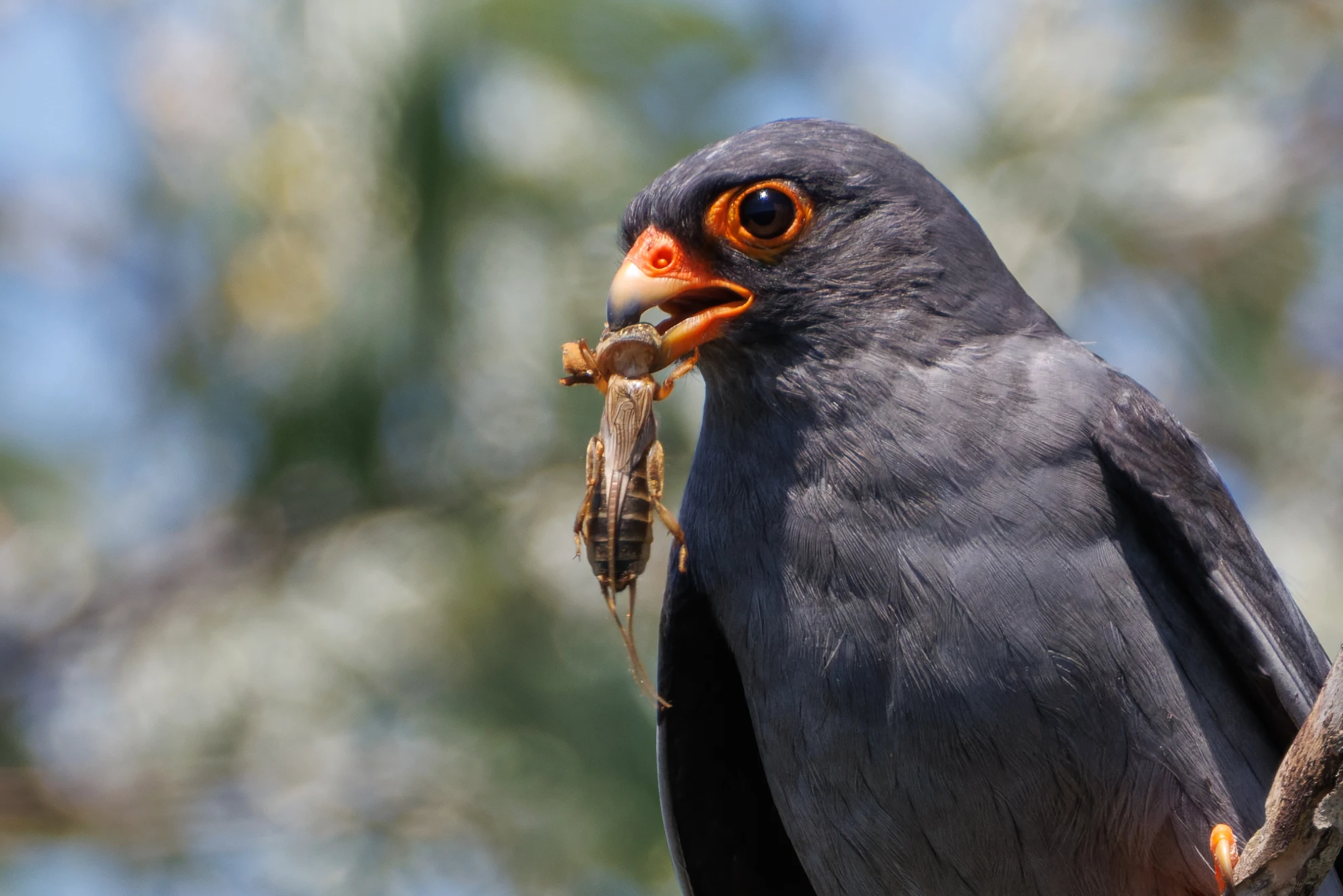 Red-footed Falcon with insect prey, Romanian Steppe, Romania — photo by Orlando Prugel-Bennett