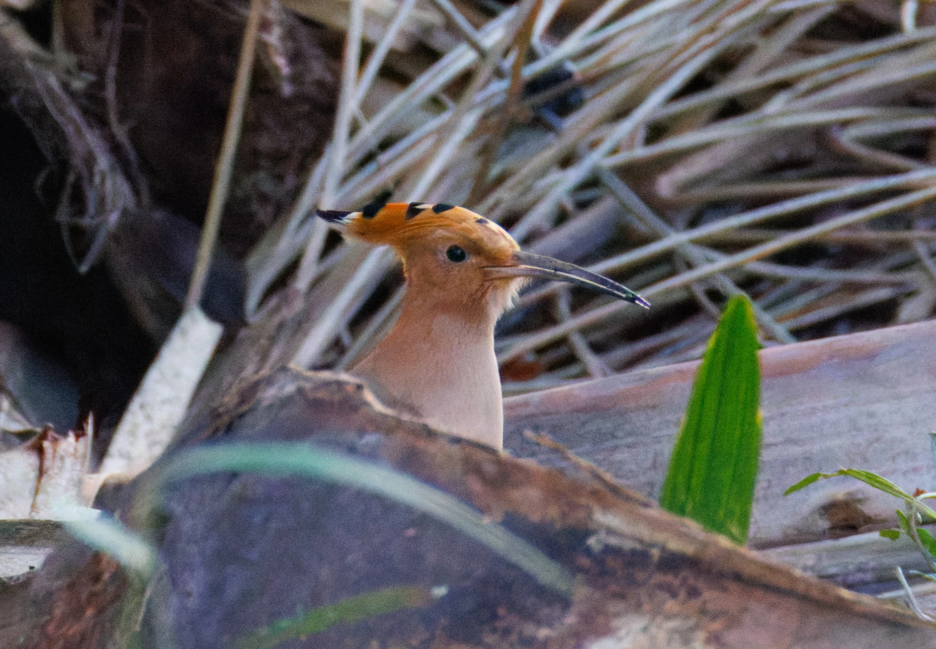 Eurasian Hoopoe, Alicante, Spain — photo by Orlando Prugel-Bennett