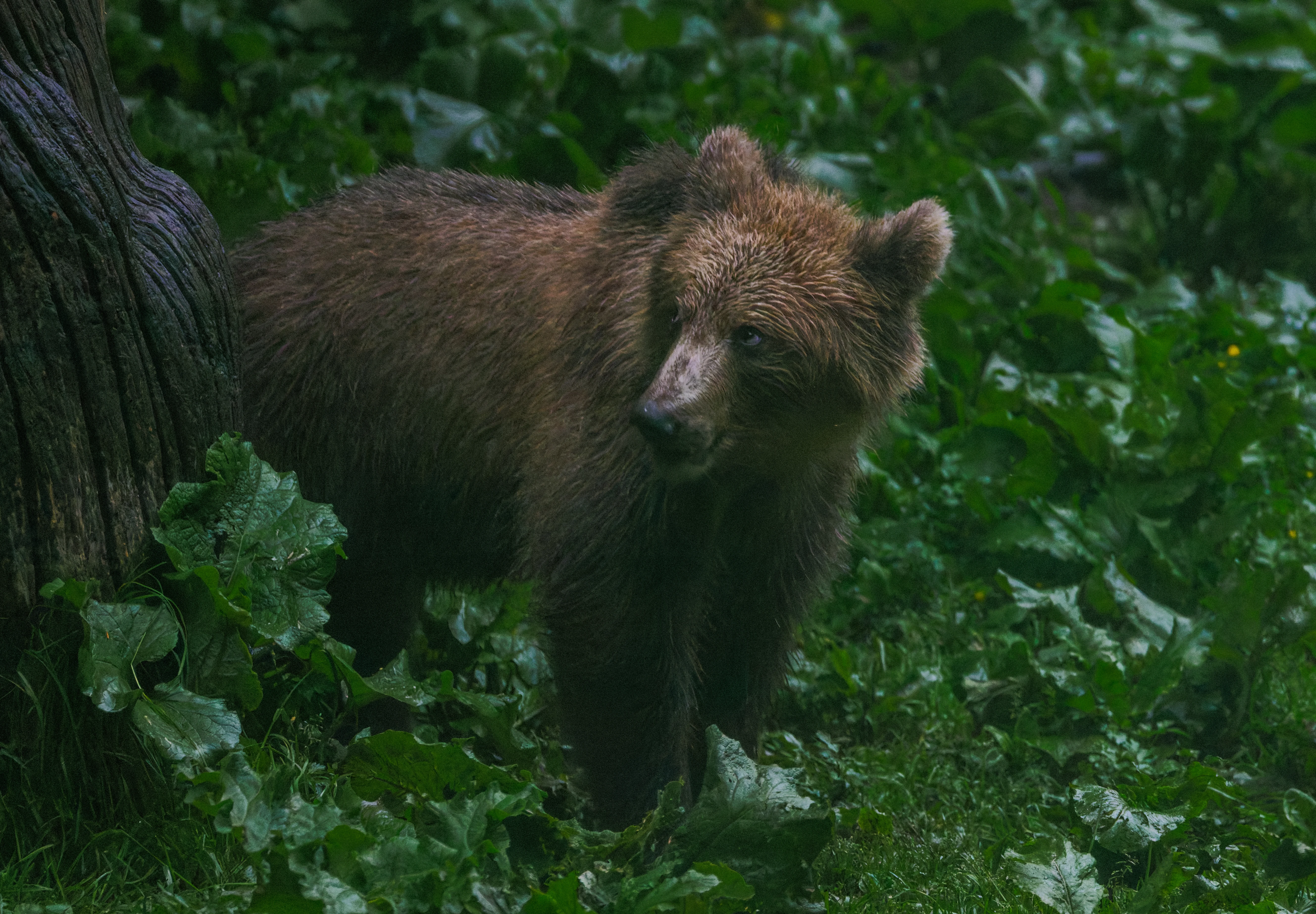 Brown Bear, Transylvania, Romania — photo by Orlando Prugel-Bennett
