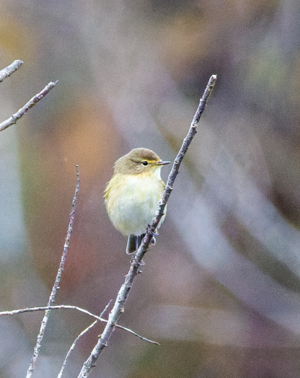 Chiffchaff, Clot de Galvany, Alicante, Spain — photo by Orlando Prugel-Bennett