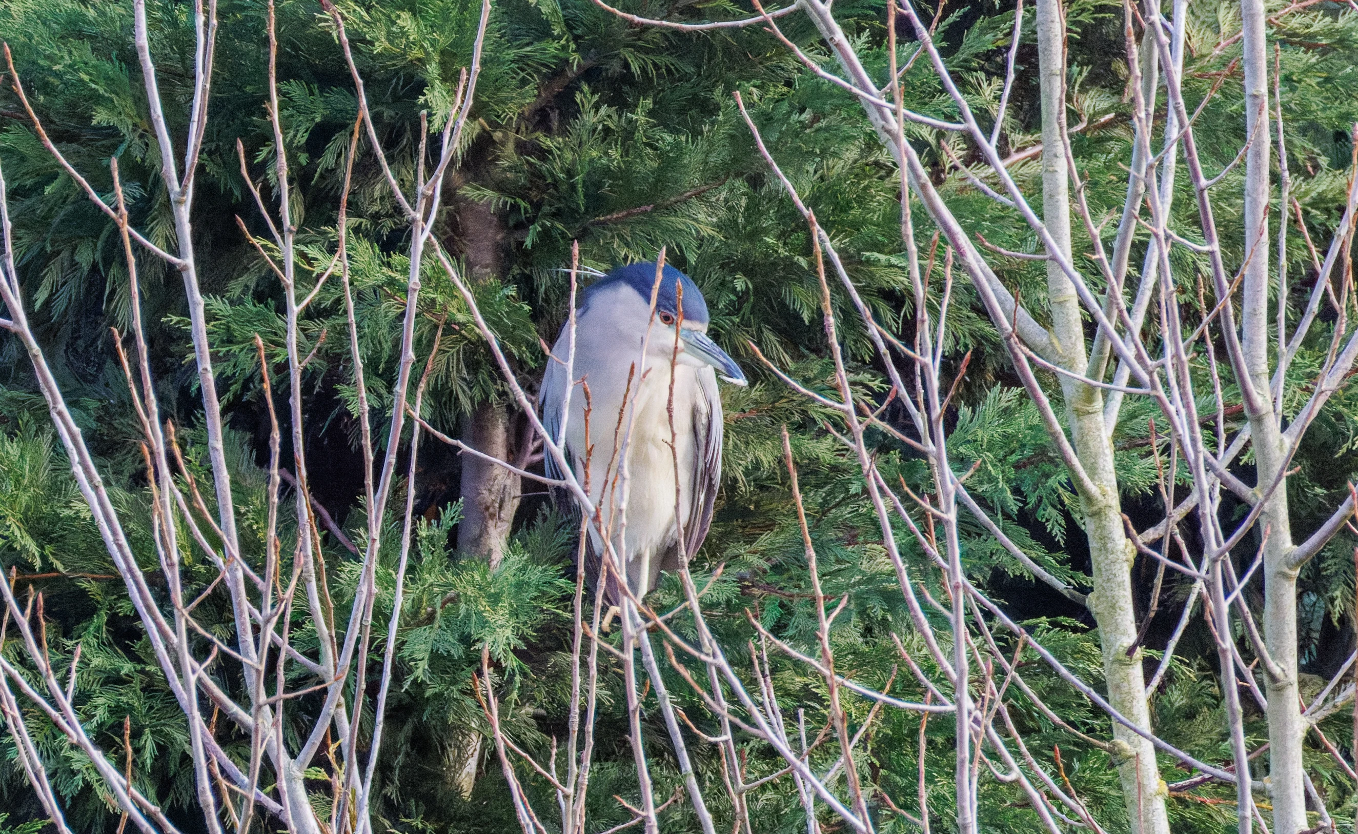 Black-crowned Night Heron, Zeeland, Netherlands — photo by Orlando Prugel-Bennett