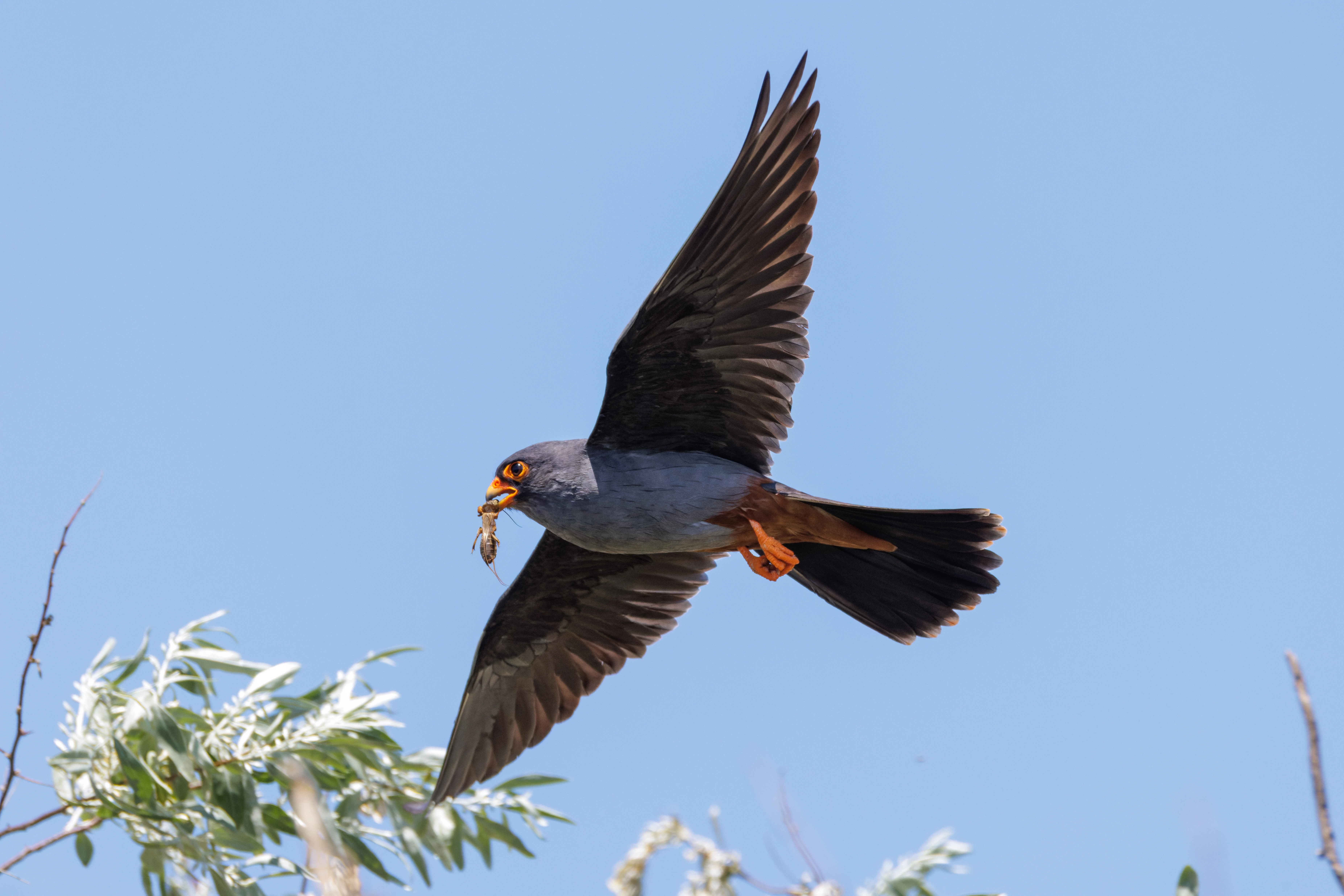 Red-footed Falcon, Romanian Steppe, Romania — photo by Orlando Prugel-Bennett
