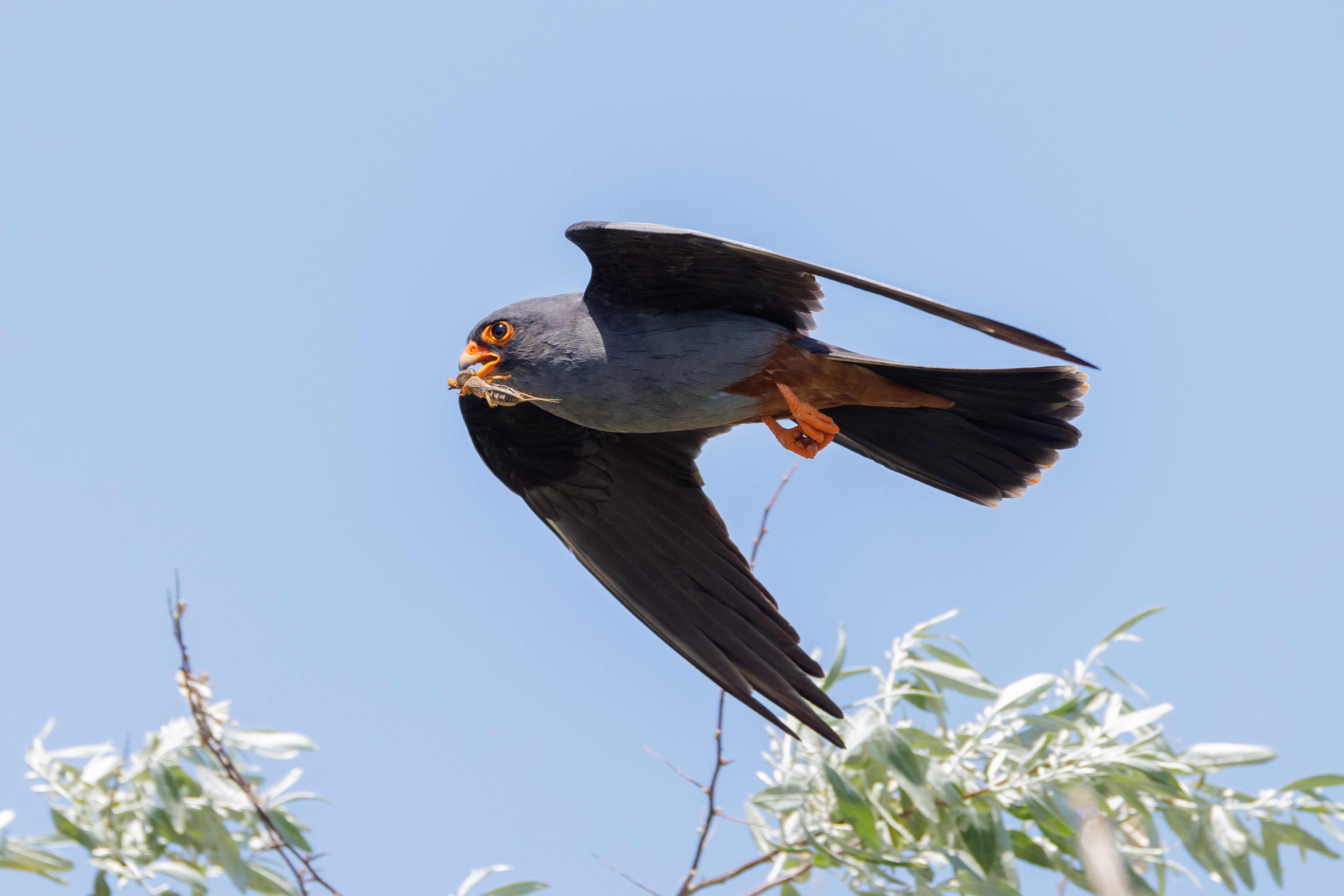 Red-footed Falcon, Romanian Steppe, Romania — photo by Orlando Prugel-Bennett