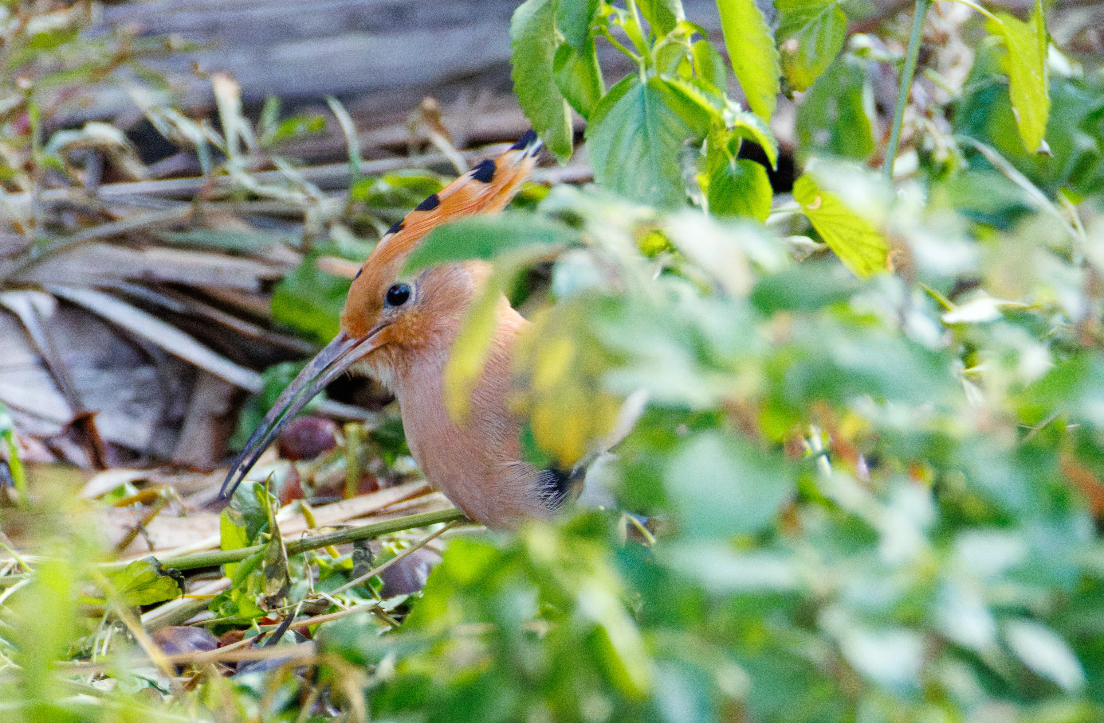 Eurasian Hoopoe, Alicante, Spain — photo by Orlando Prugel-Bennett