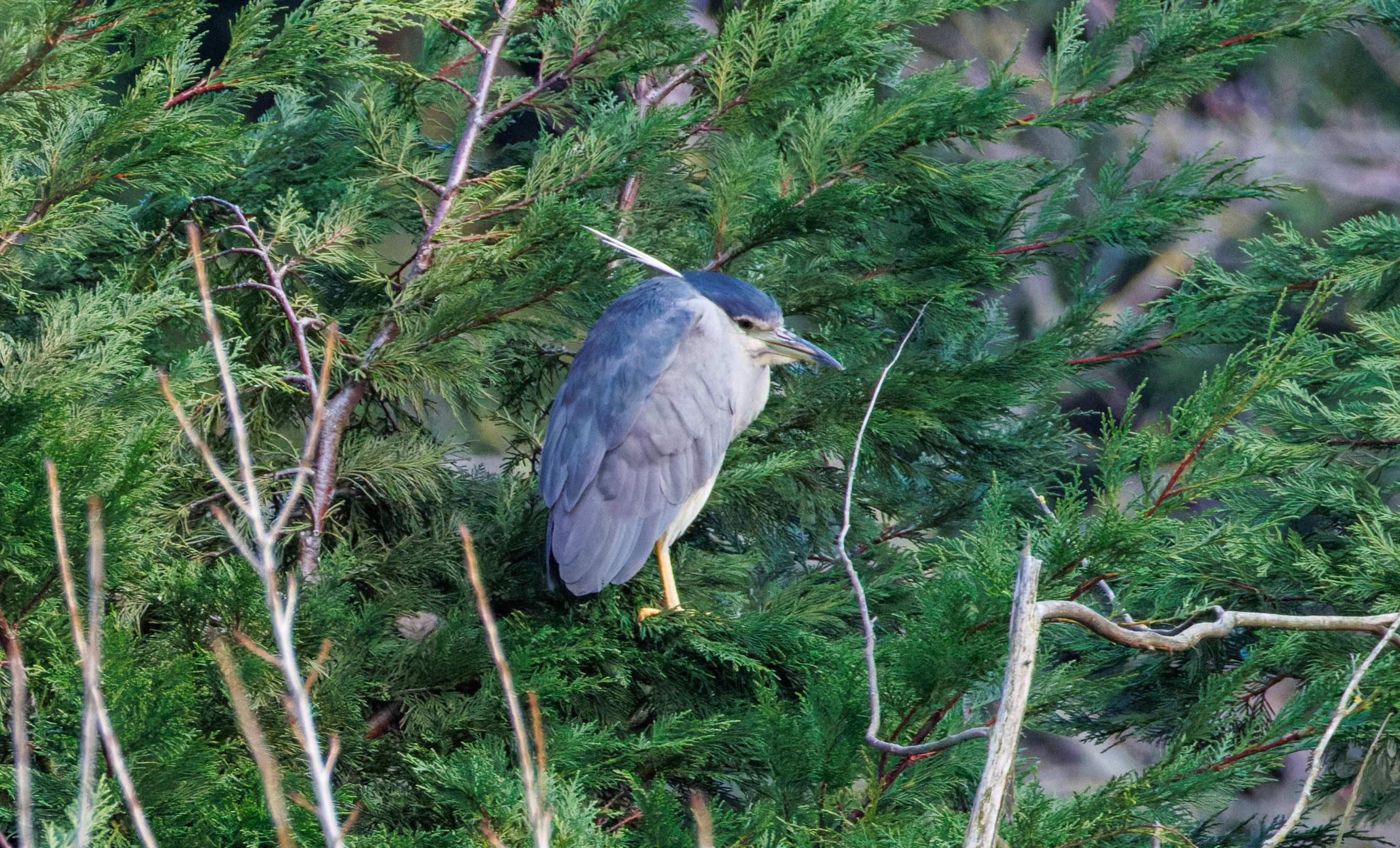 Black-crowned Night Heron, Zeeland, Netherlands — photo by Orlando Prugel-Bennett