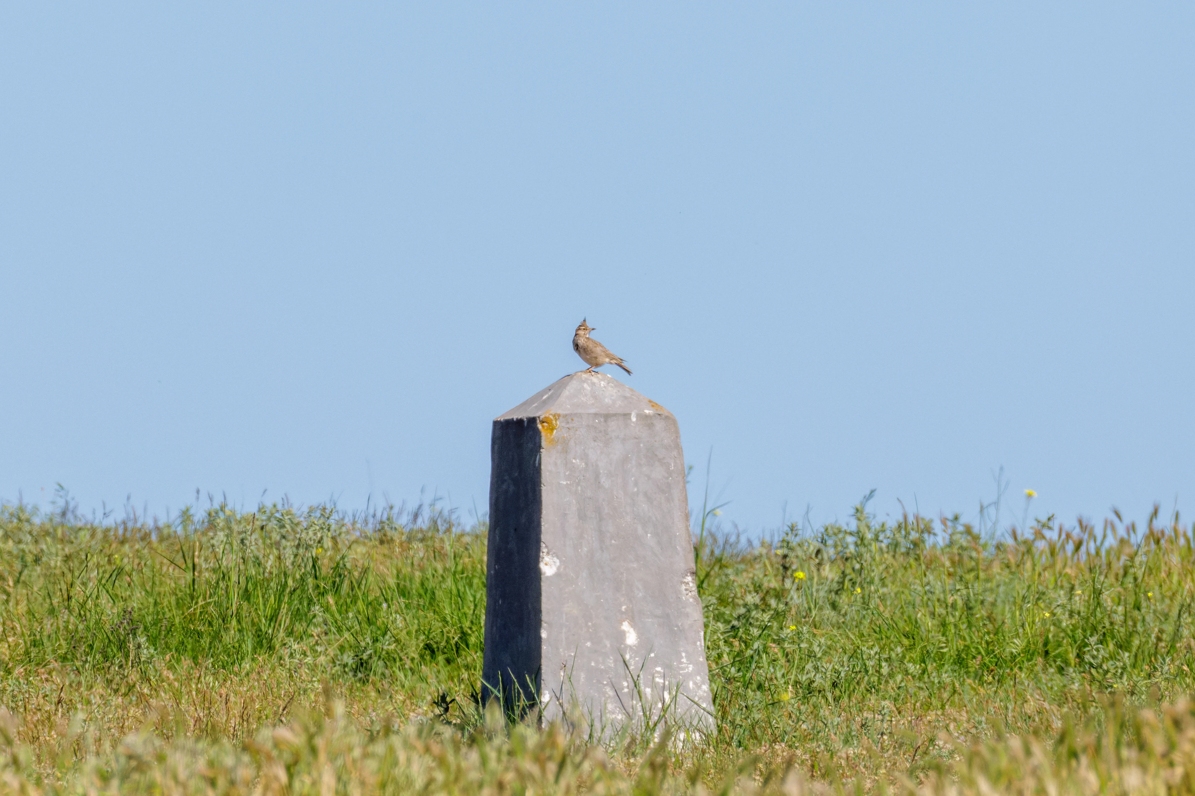 Crested Lark, Romanian Steppe, Romania — photo by Orlando Prugel-Bennett
