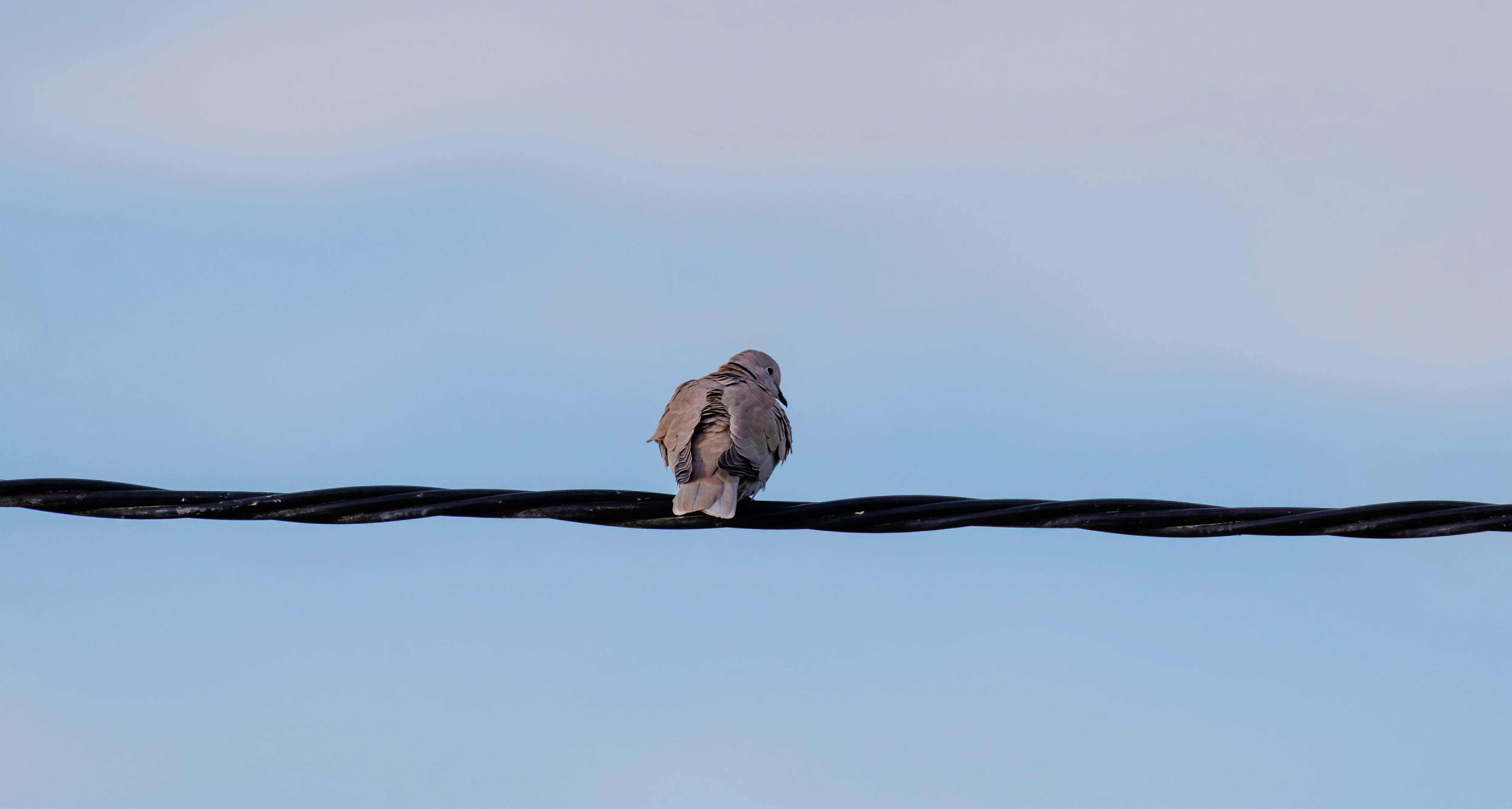 Eurasian Collared Dove, Alicante, Spain — photo by Orlando Prugel-Bennett