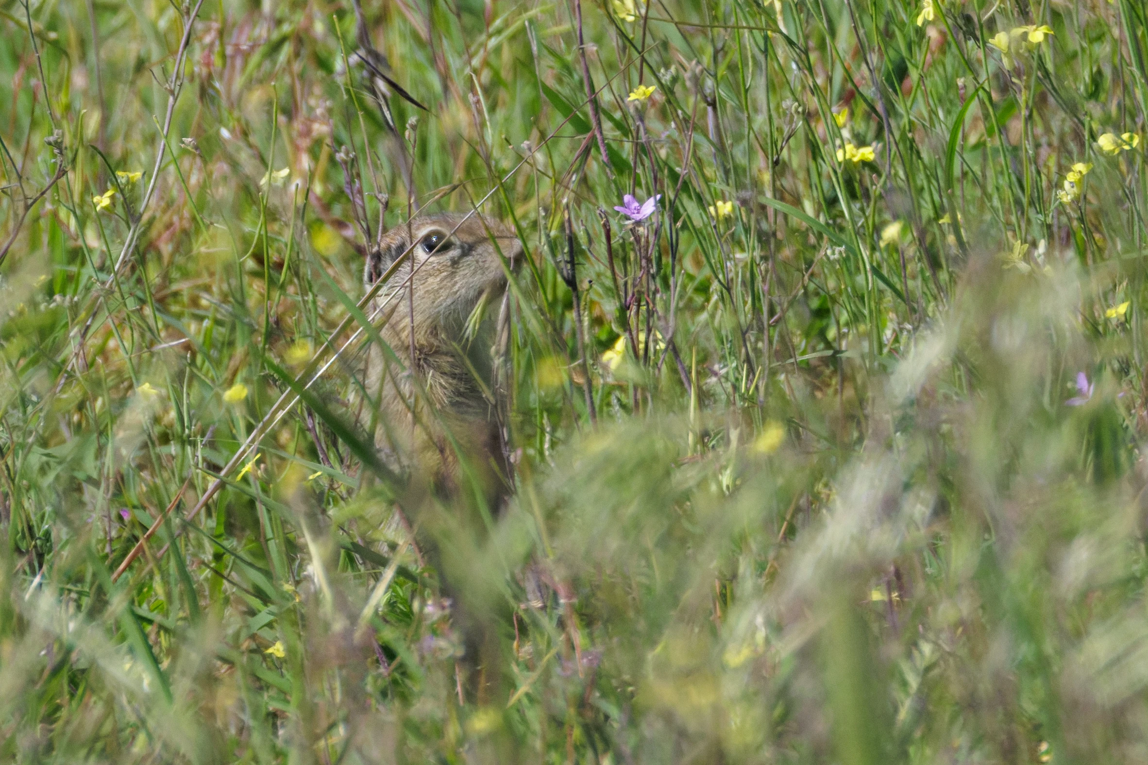 European Ground Squirrel, Romanian Steppe, Romania — photo by Orlando Prugel-Bennett