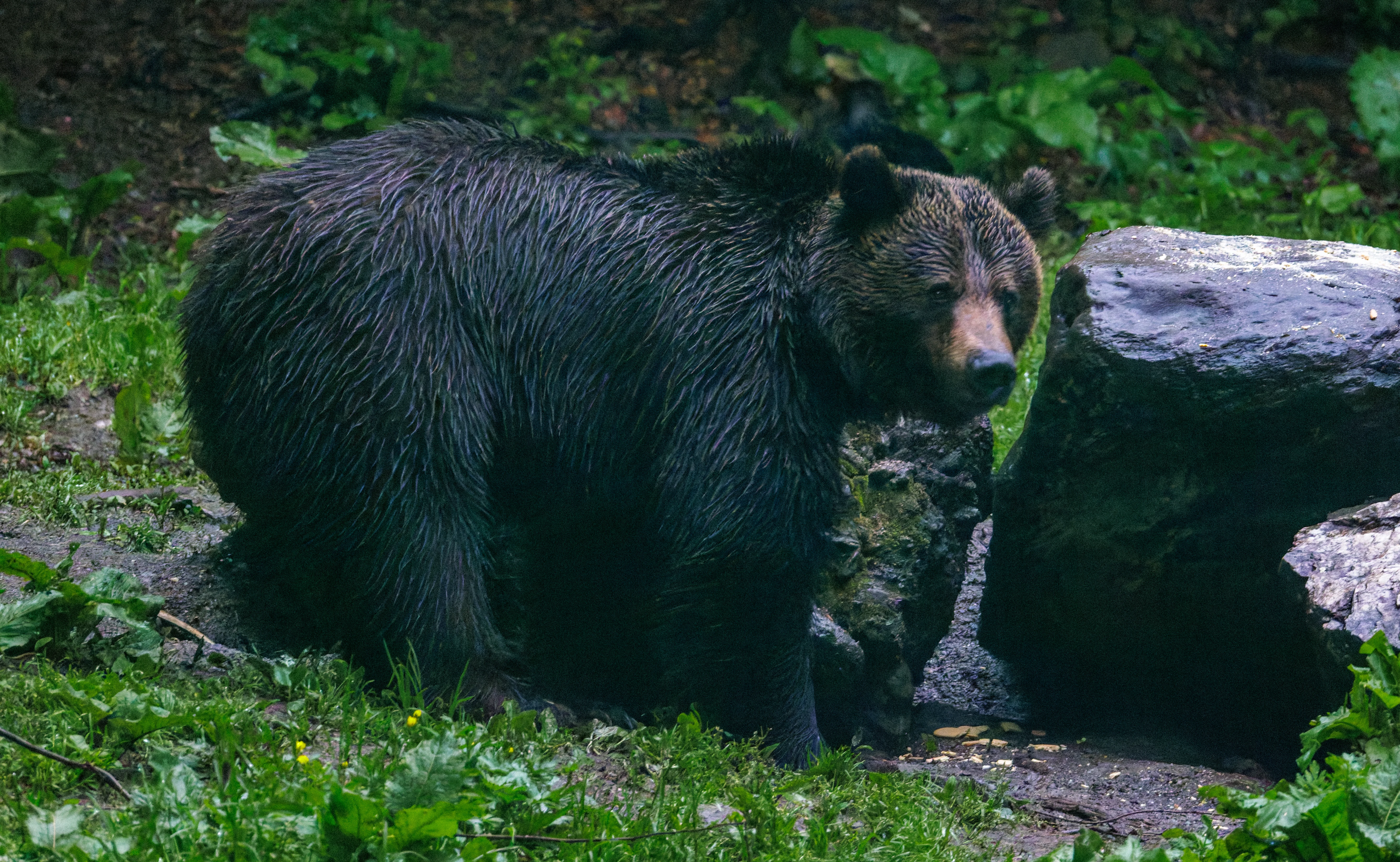 Brown Bear, Transylvania, Romania — photo by Orlando Prugel-Bennett