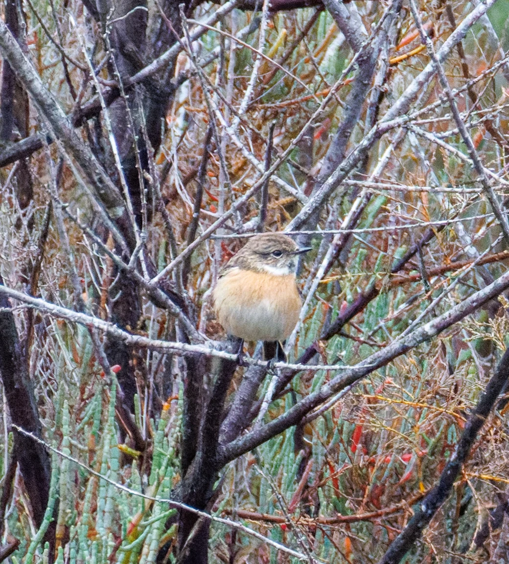 Stonechat, Clot de Galvany, Alicante, Spain — photo by Orlando Prugel-Bennett