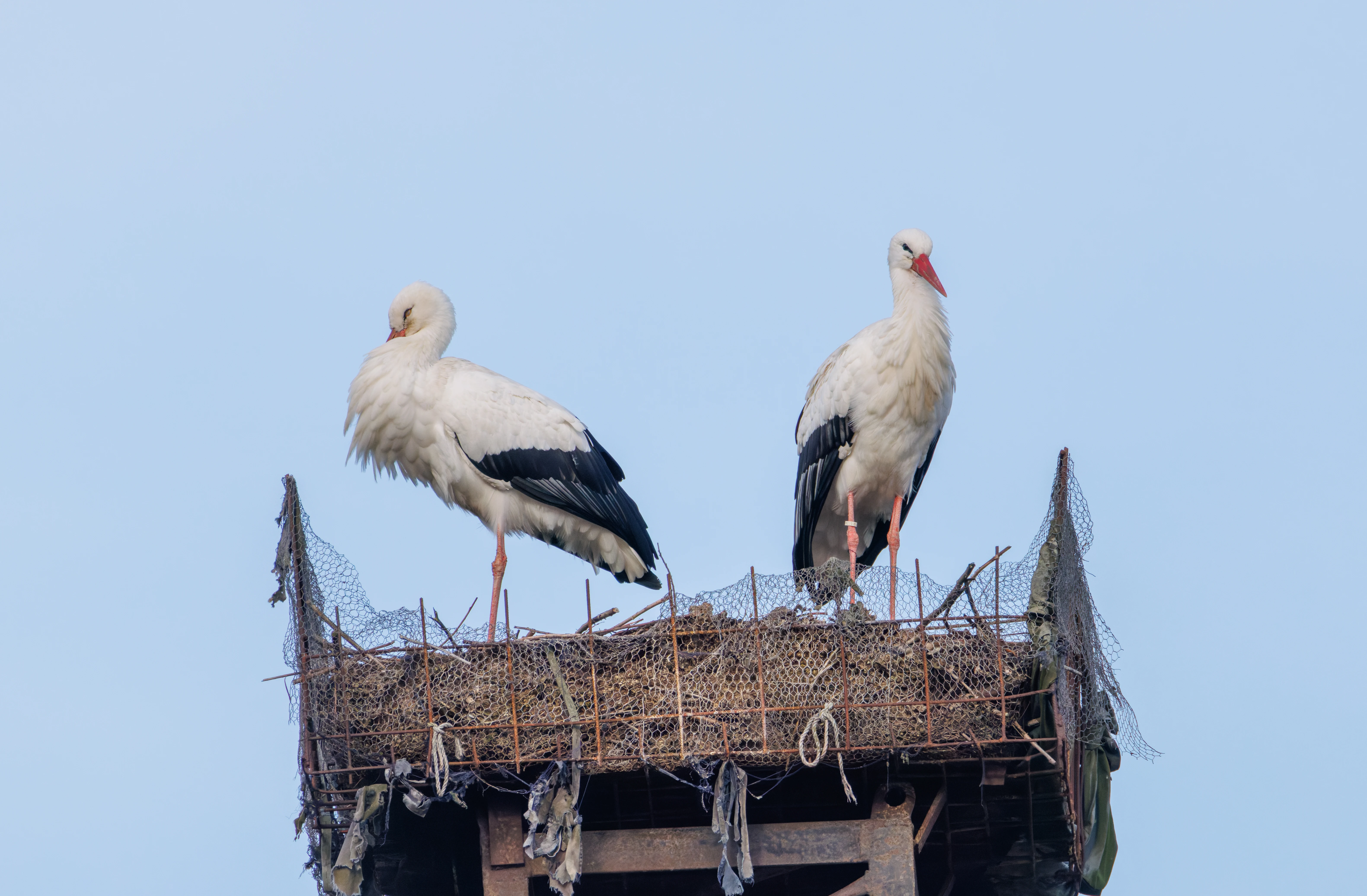 White Storks, Zeeland, Netherlands — photo by Orlando Prugel-Bennett
