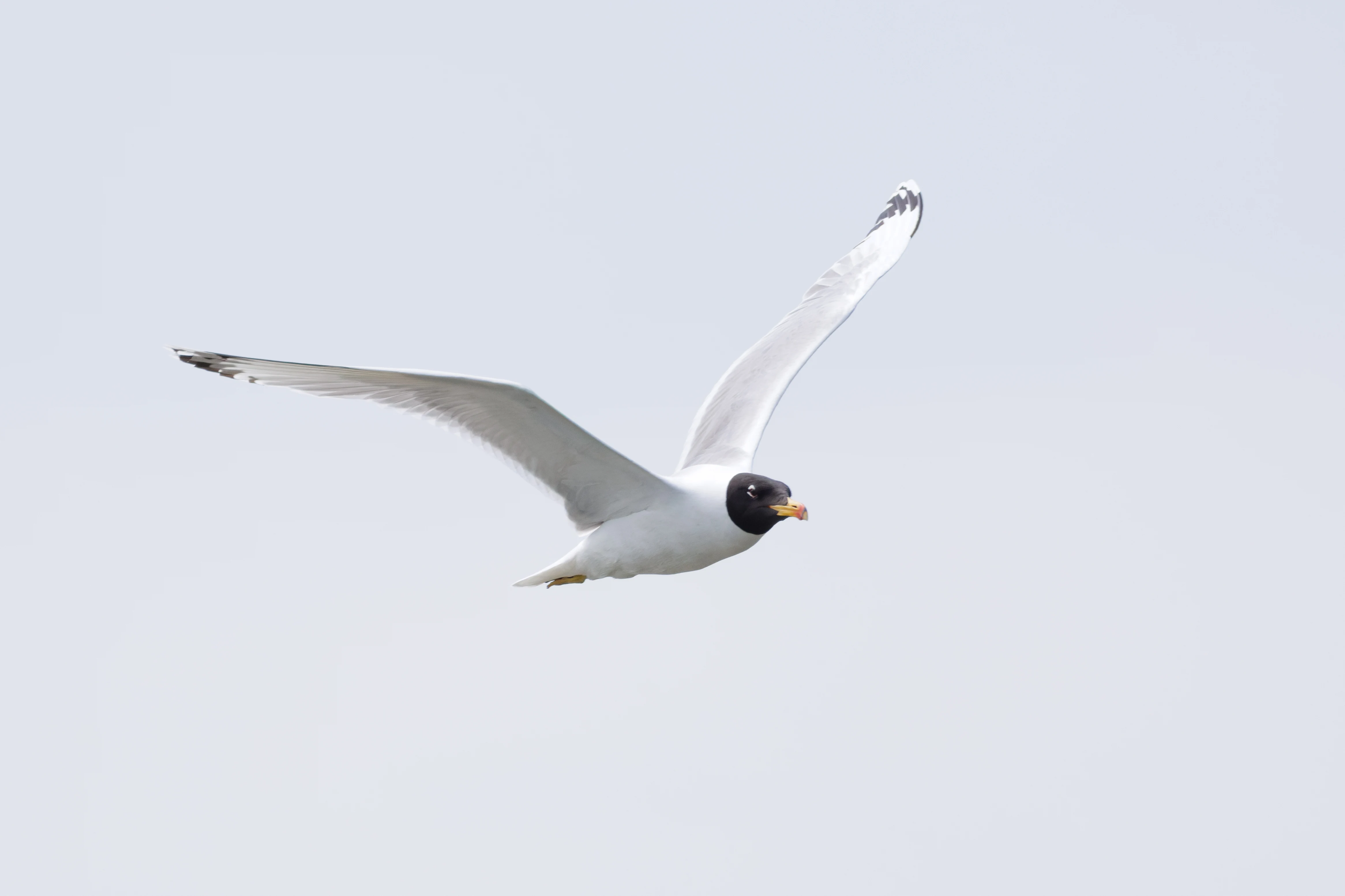 Pallas's Gull in flight, Danube Delta, Romania — photo by Orlando Prugel-Bennett