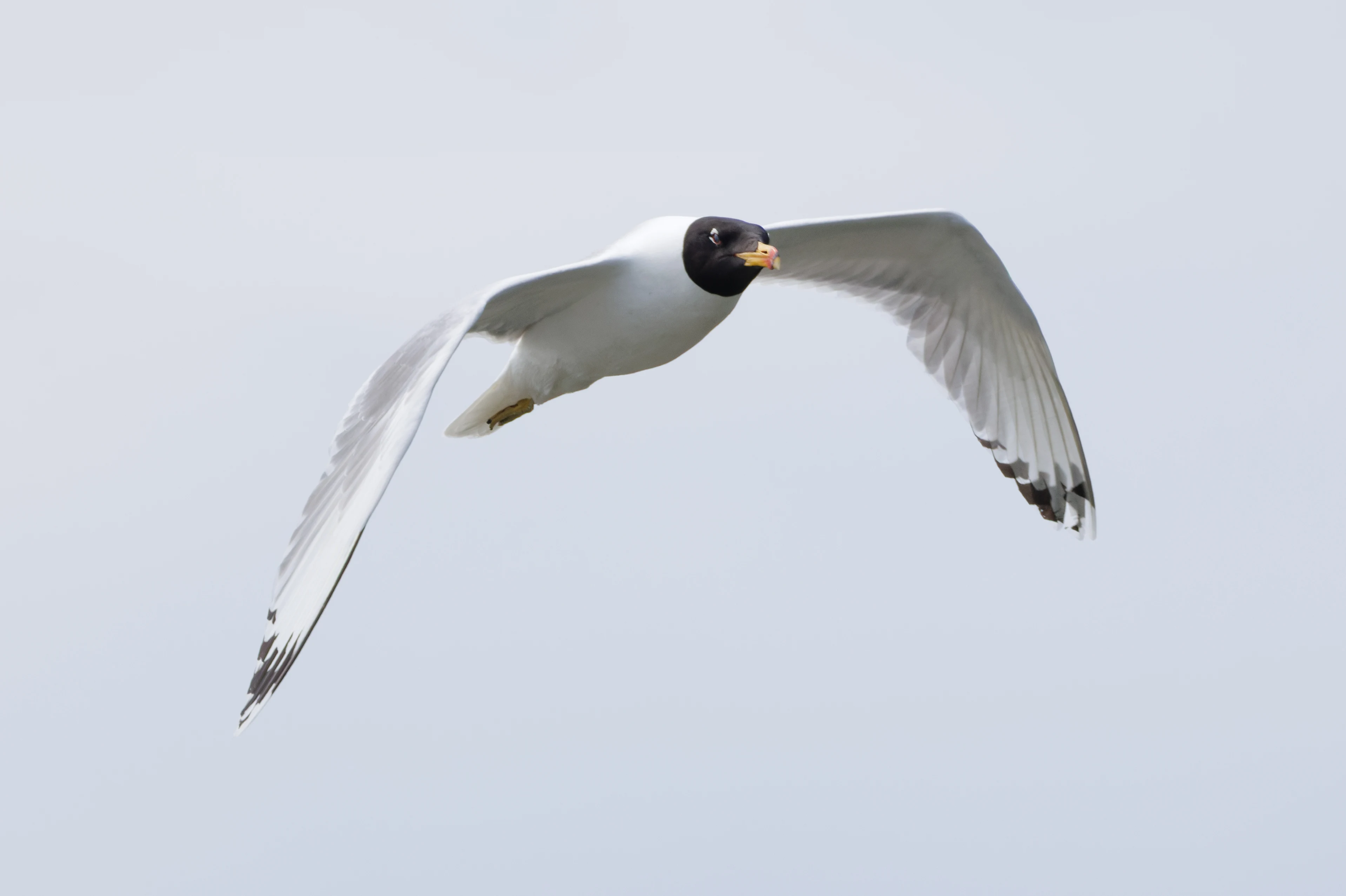 Pallas's Gull in flight, Danube Delta, Romania — photo by Orlando Prugel-Bennett